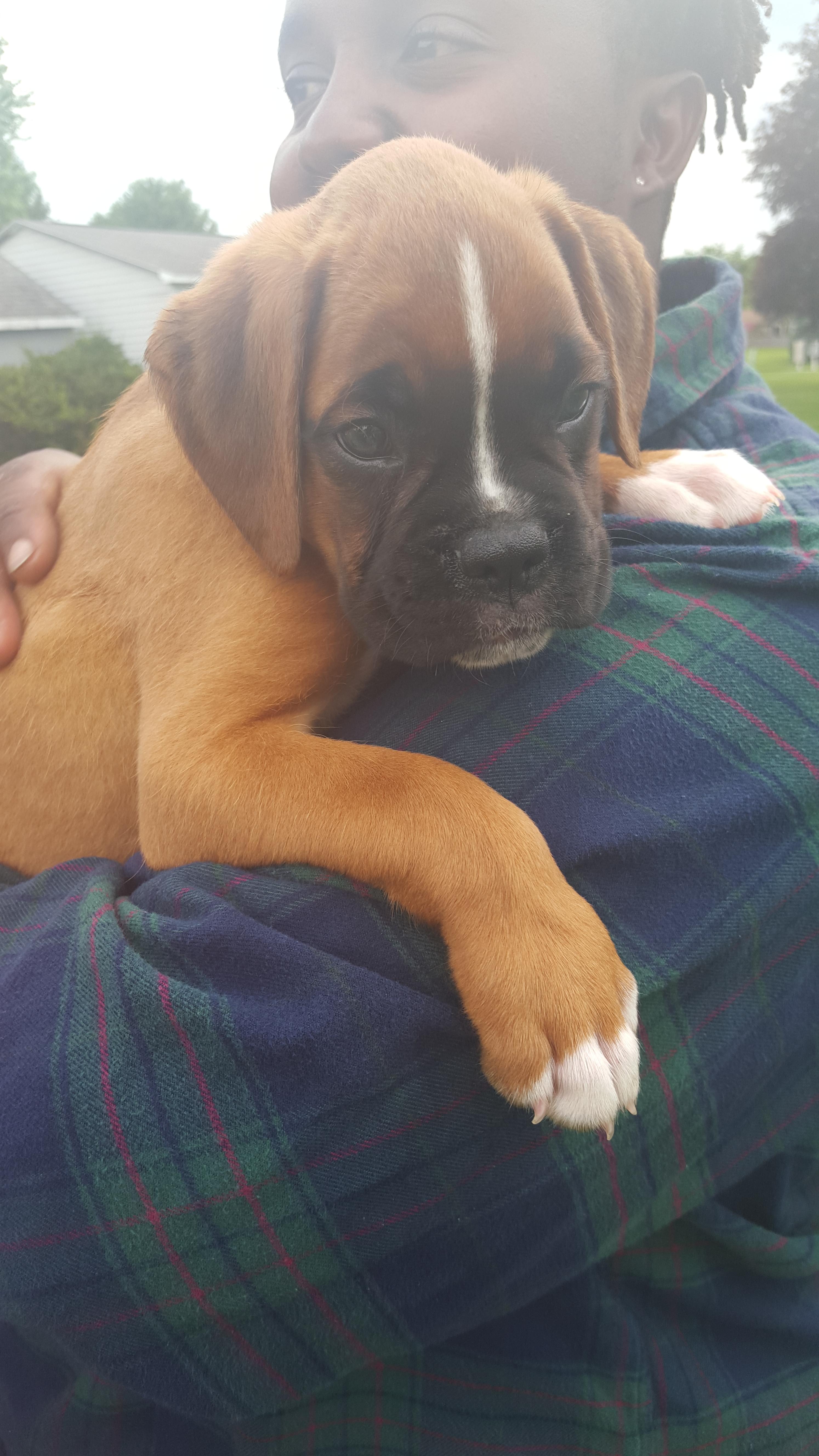 Two months ago we lost our boxer to cancer at 5yrs. We decided our