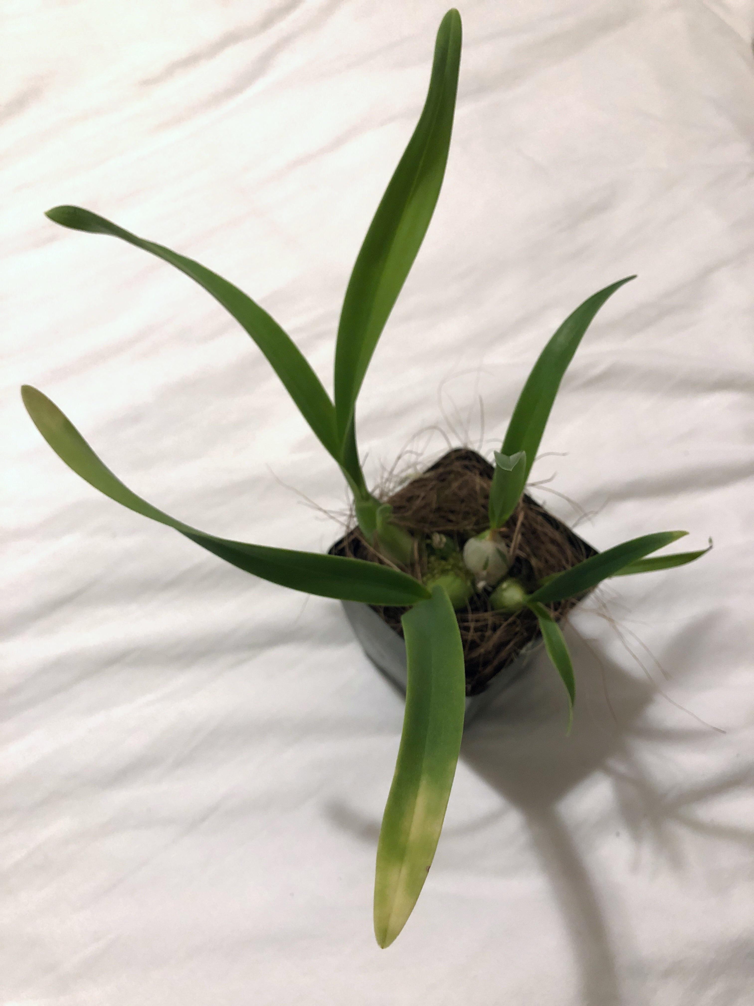 Orchid Flower Buds Turning Yellow Home Guides Sf Gate Sevilla Lanueva