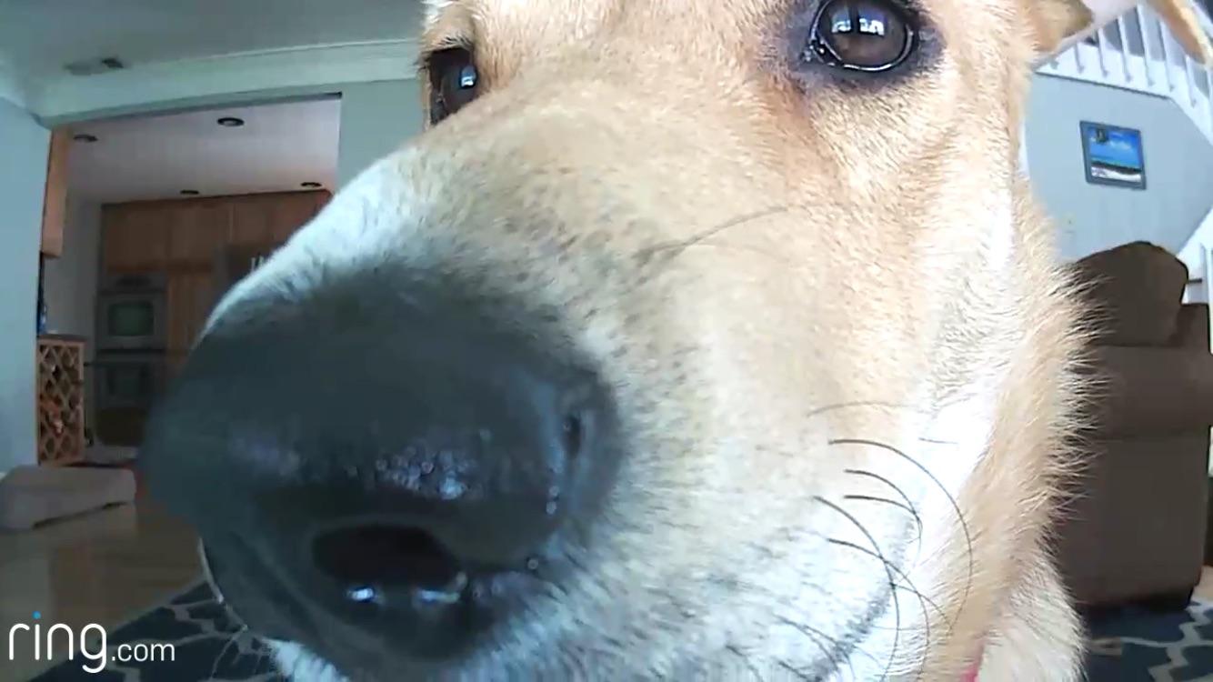 Went to check on the dogs this afternoon via our webcam opened up to