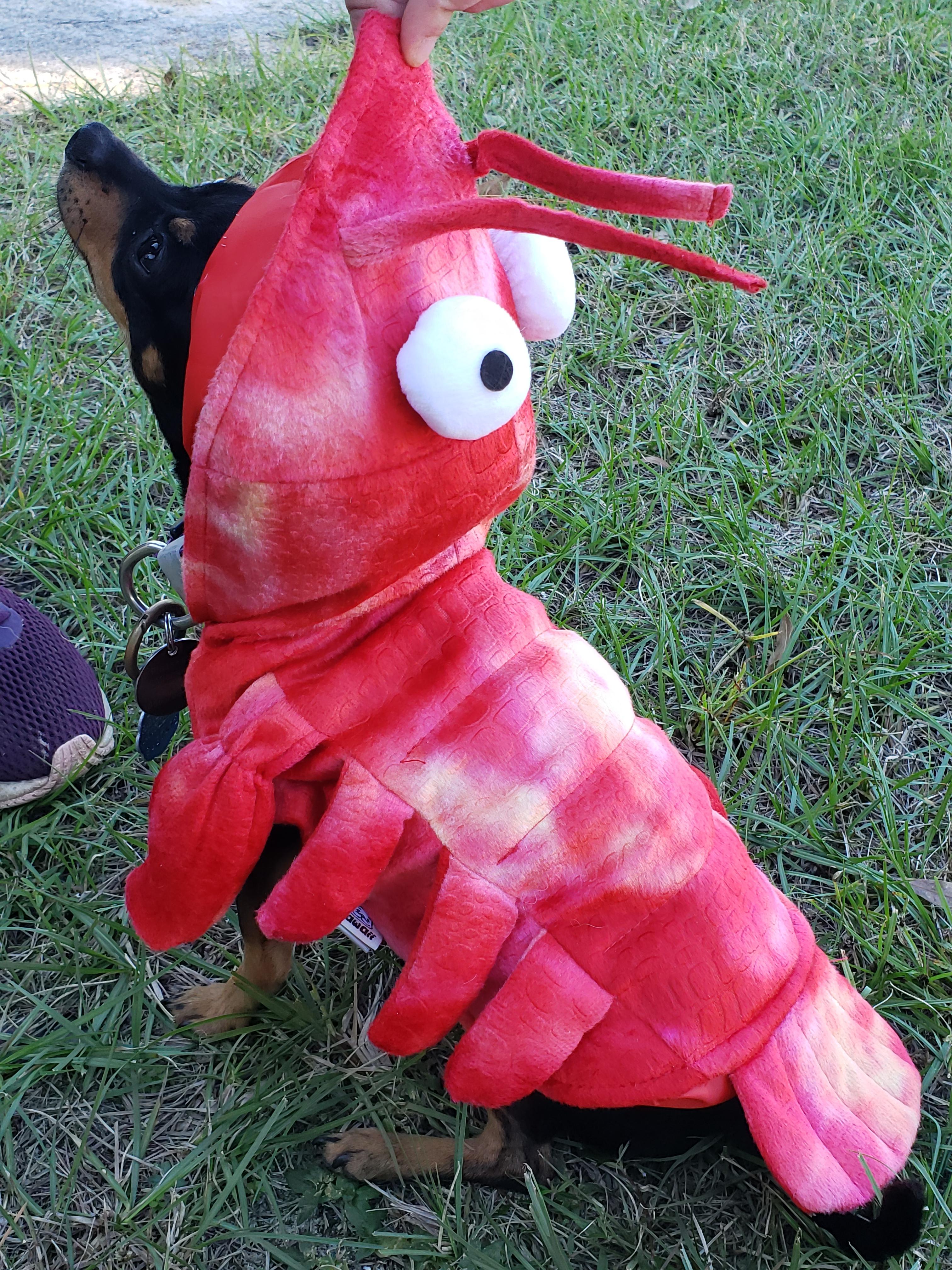 Lobster dog r/pics