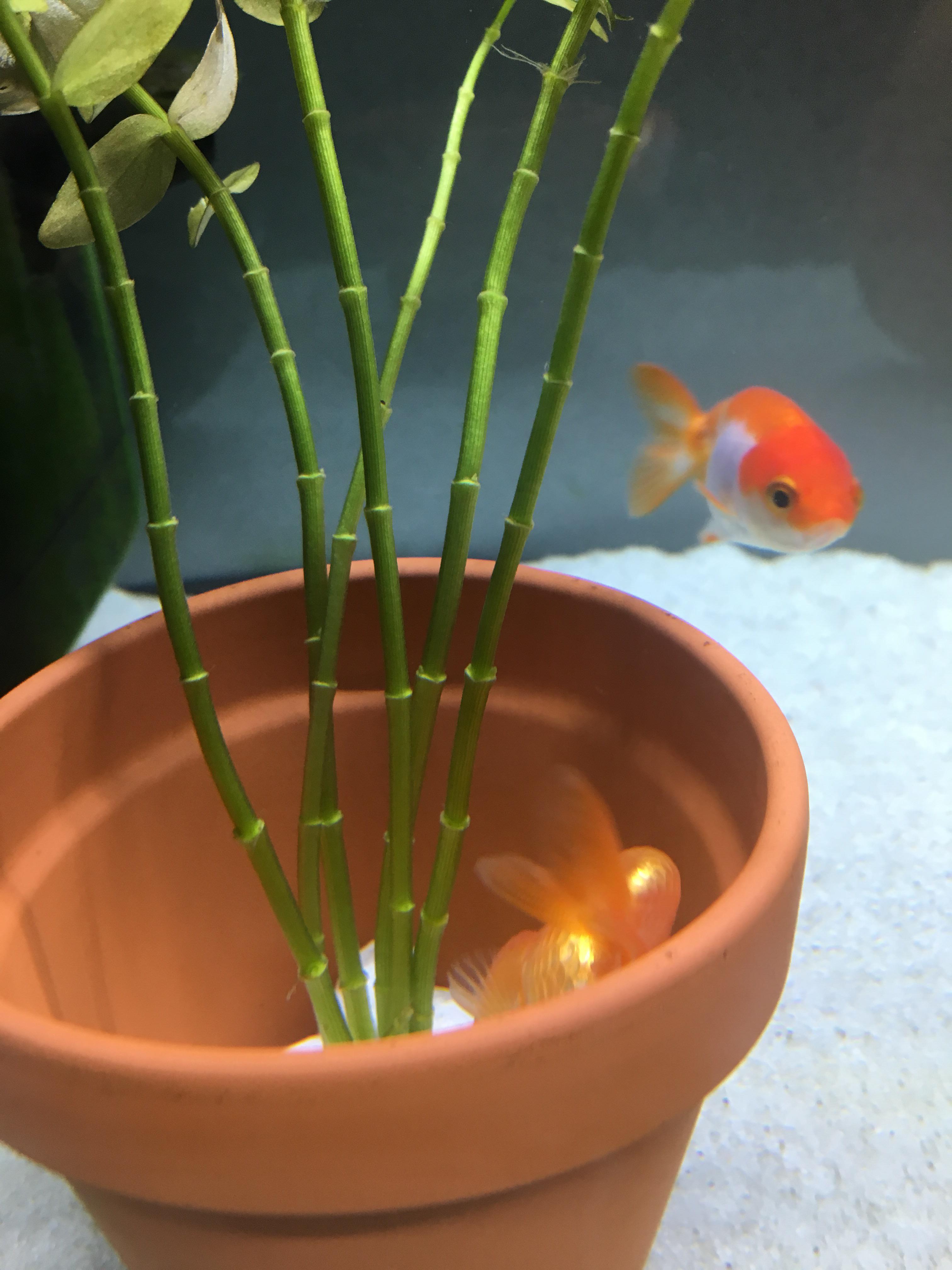 Here is my goldfish trying to eat a terracotta plant pot... ignoring the plants completely! He