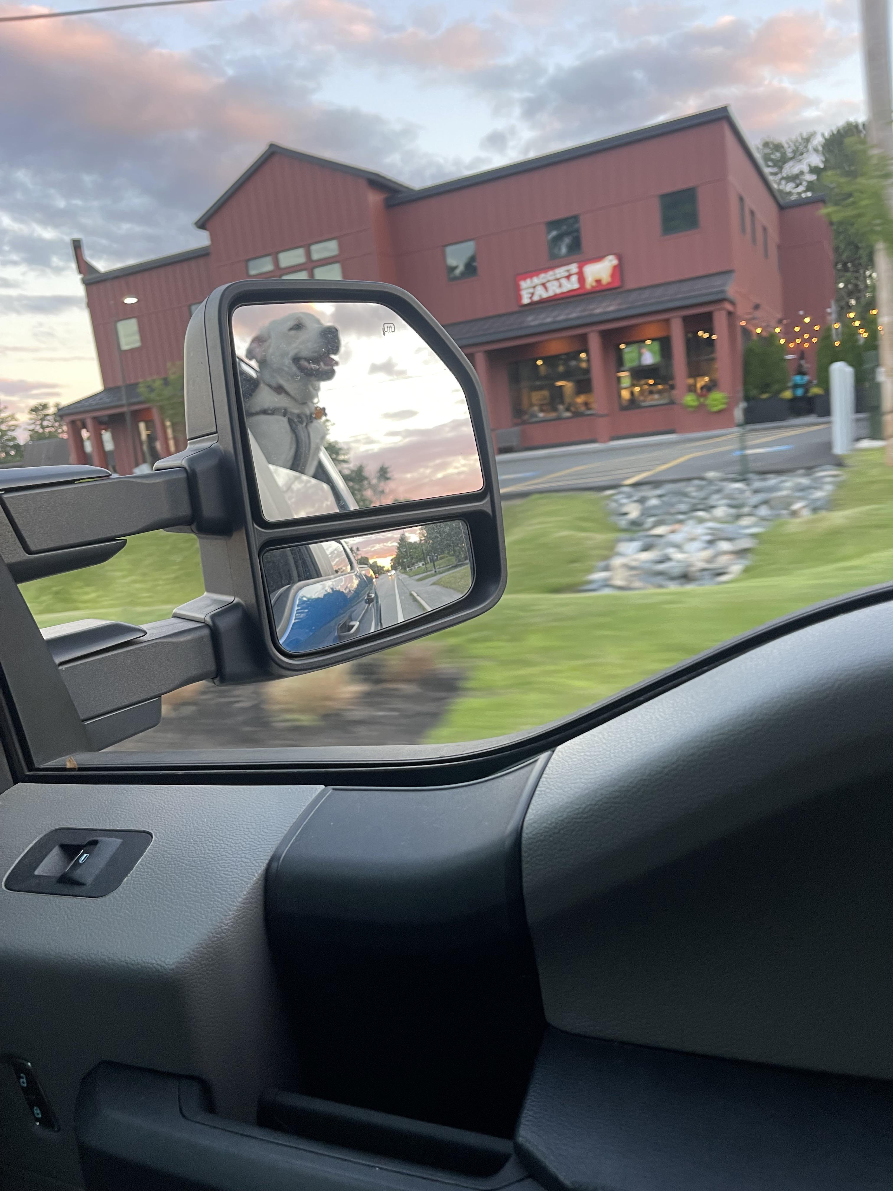 Super crew cab F150s make the best vehicle for a dog owner you can’t