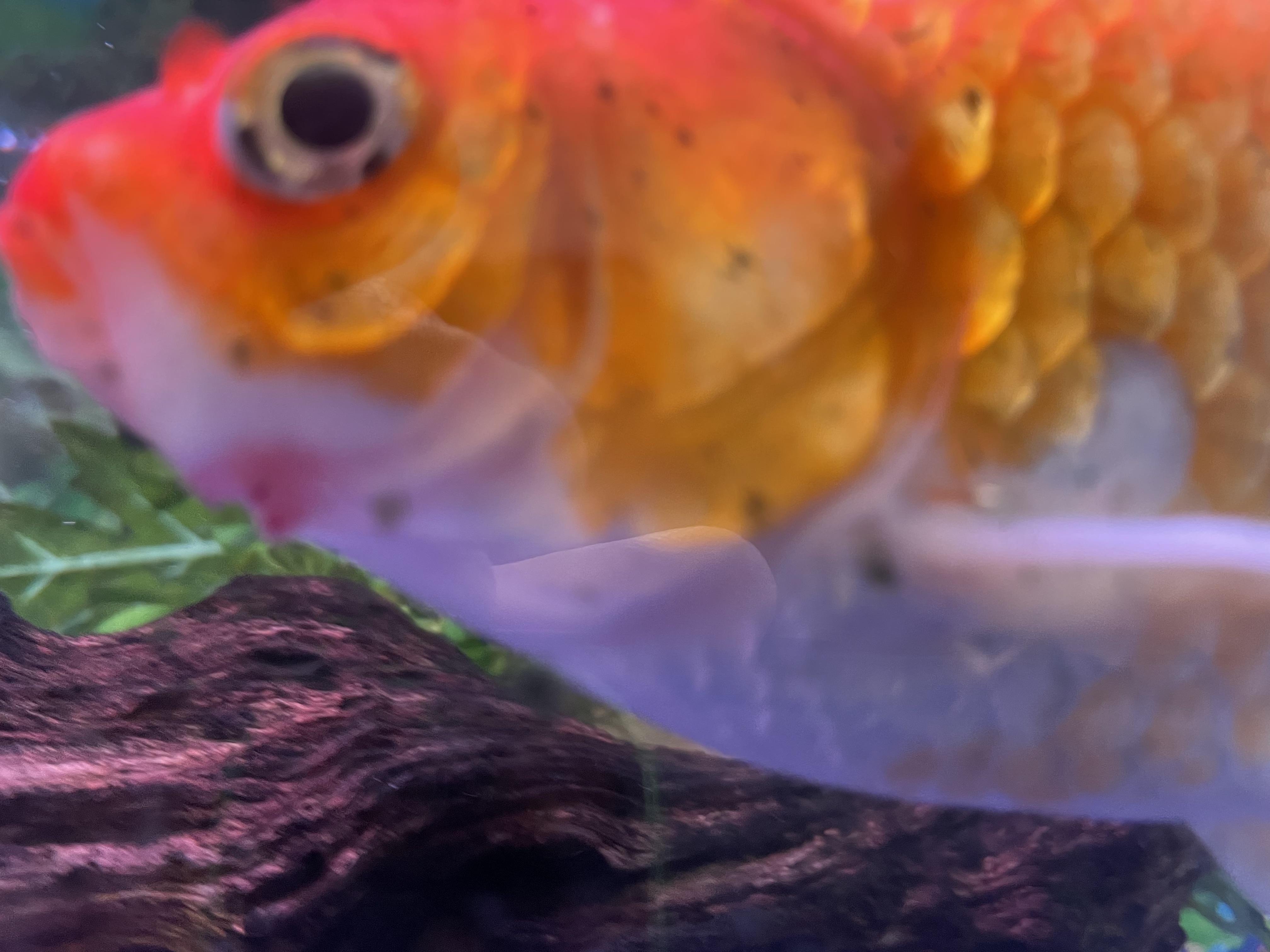 What is the best way to treat this? r/Goldfish