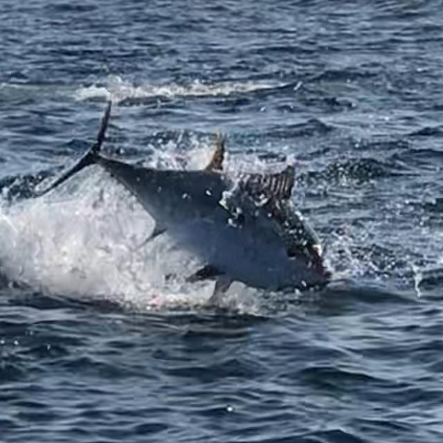 Atlantic blue fin tuna feeding today on the eastern side Gibraltar