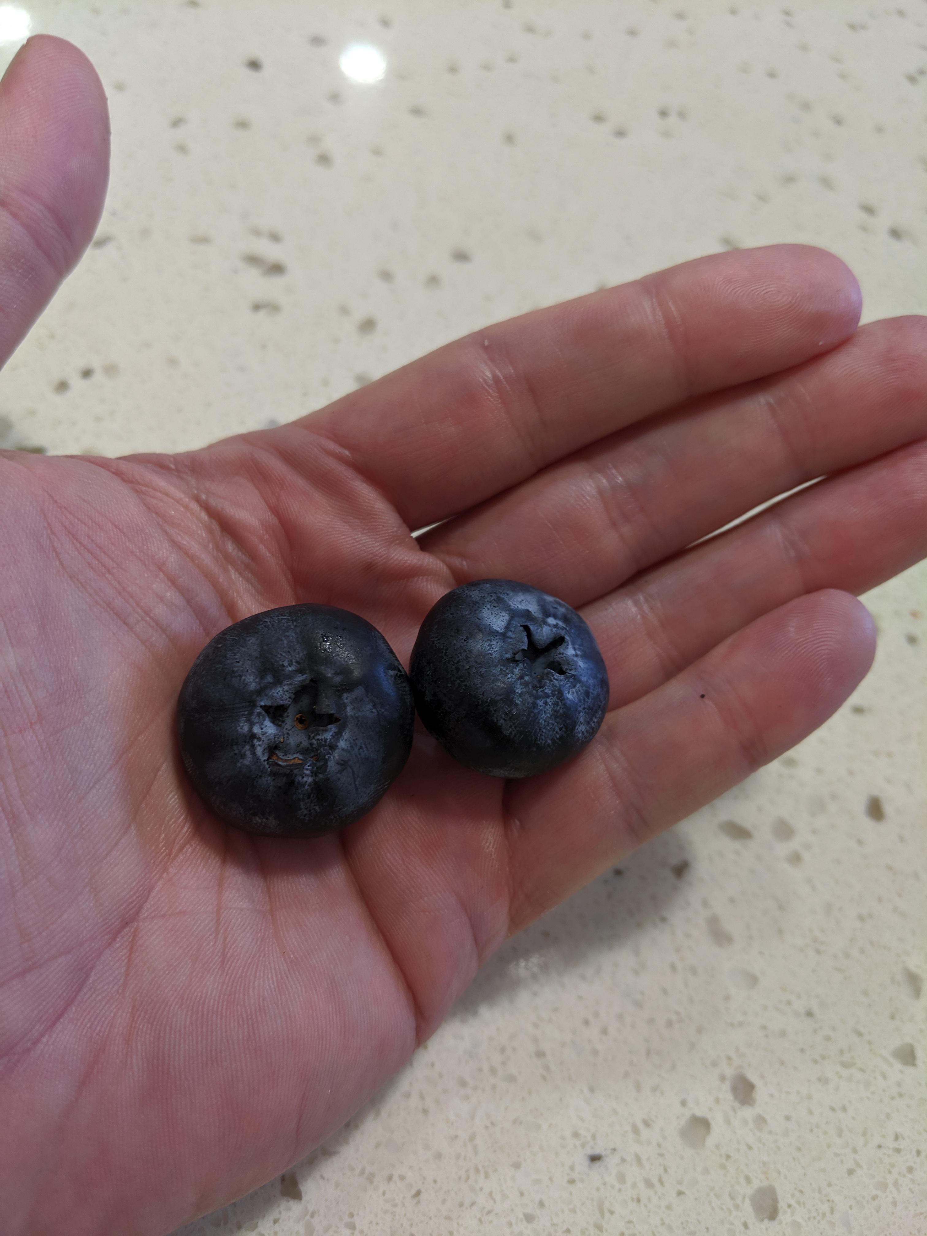 The size of these blueberries r/AbsoluteUnits