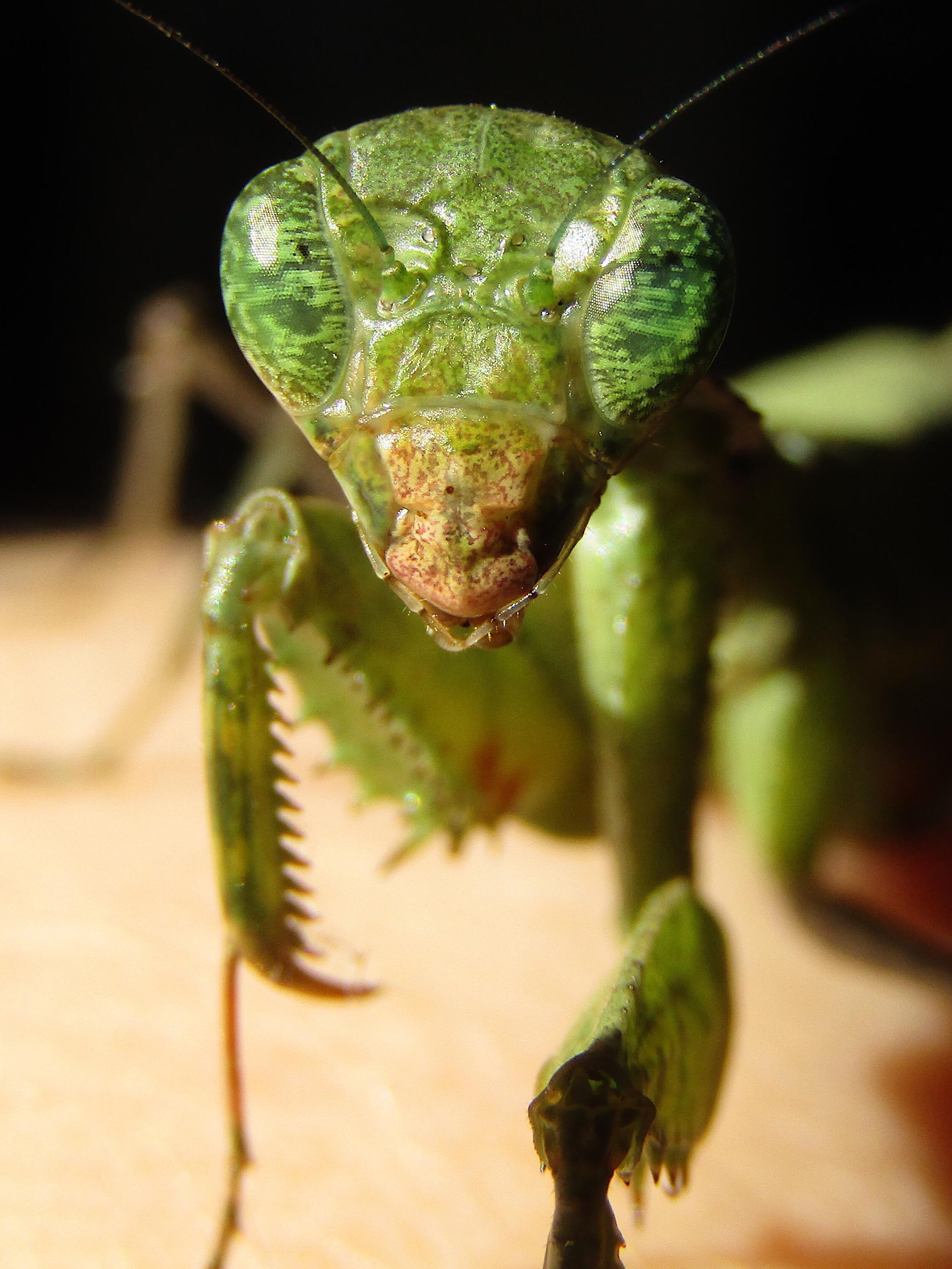Close up Praying Mantis (Dystacta alticeps) r/AnimalPorn