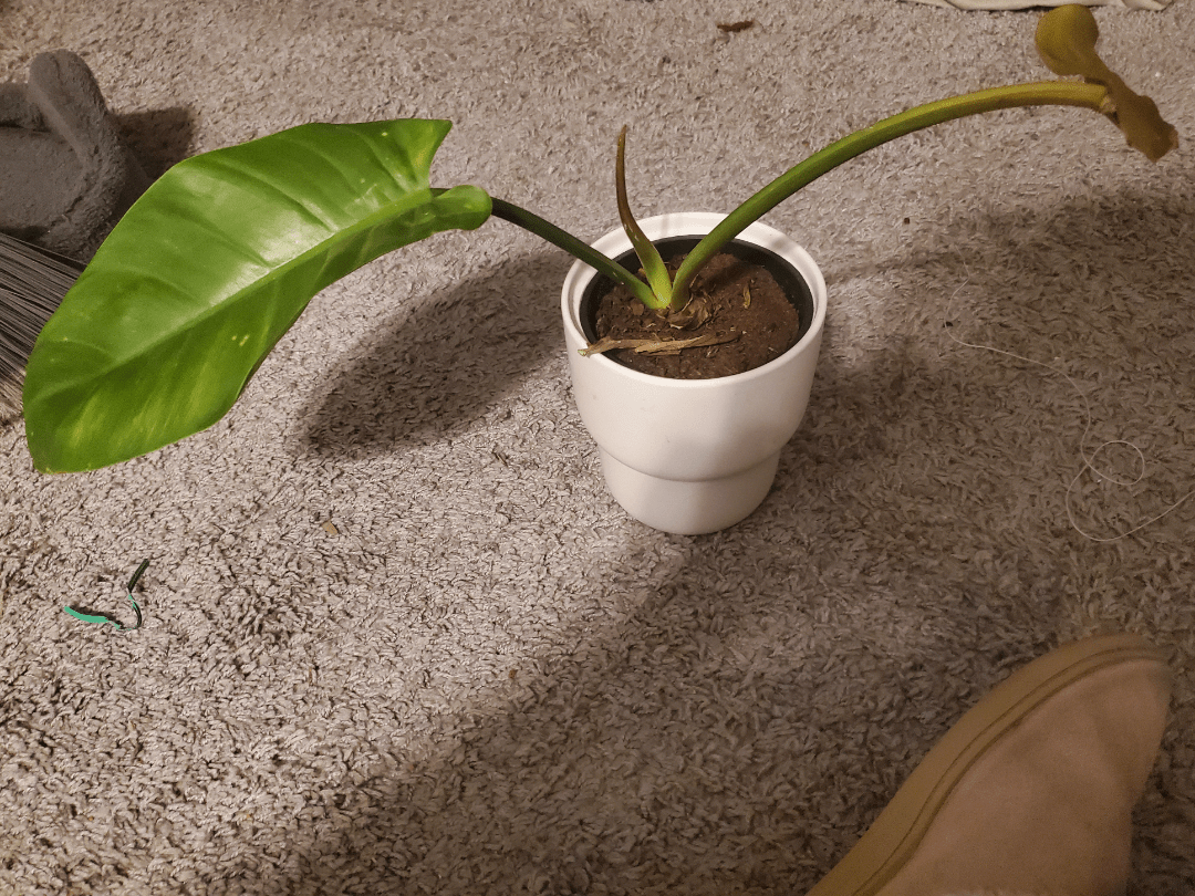 What's the best soil mix for my discount green imperial? r/philodendron