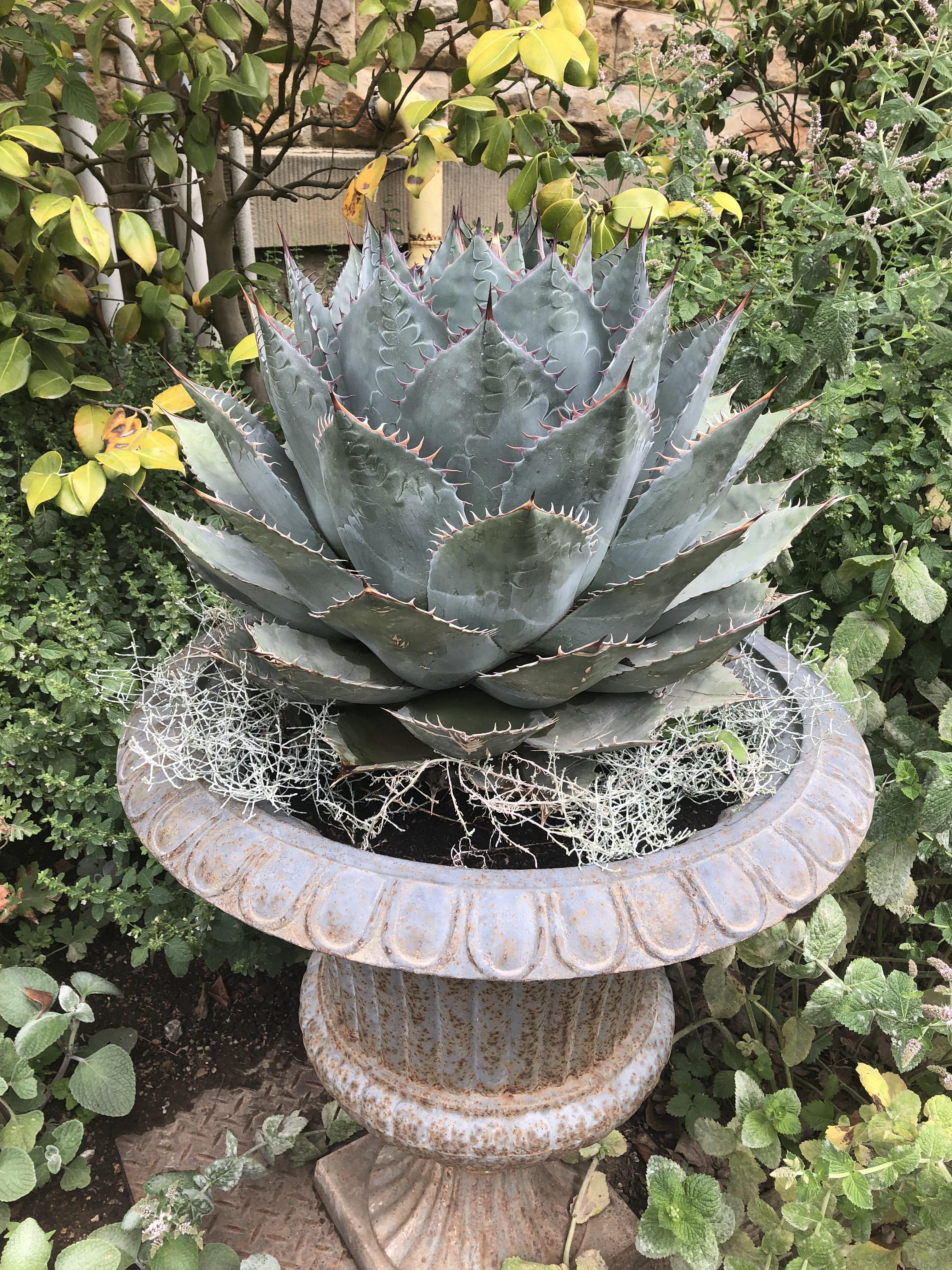 Giant succulent spotted at Chatsworth House in Derbyshire r/succulents