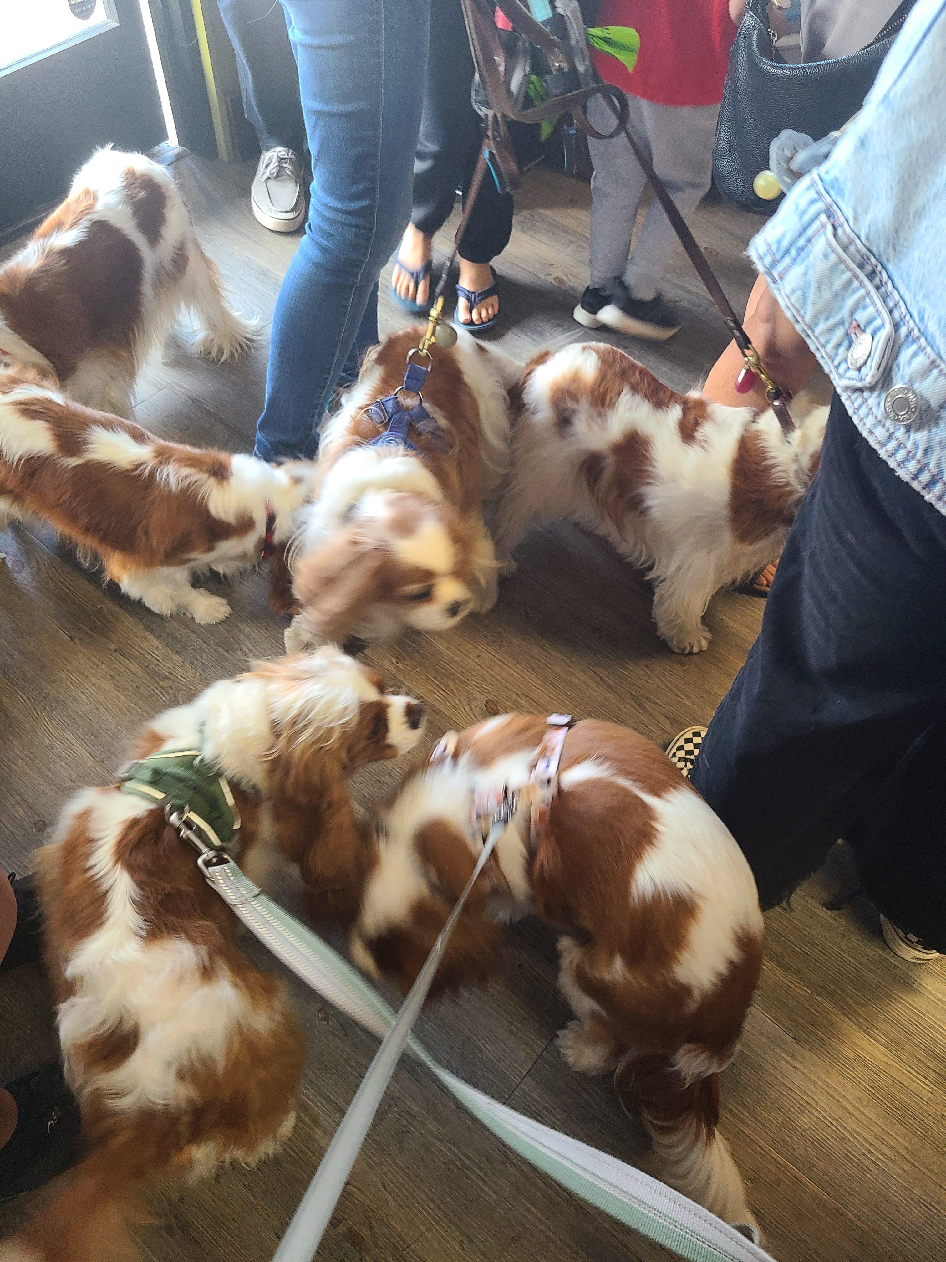 I went to a Cavalier meetup and it was heaven r/cavaliers