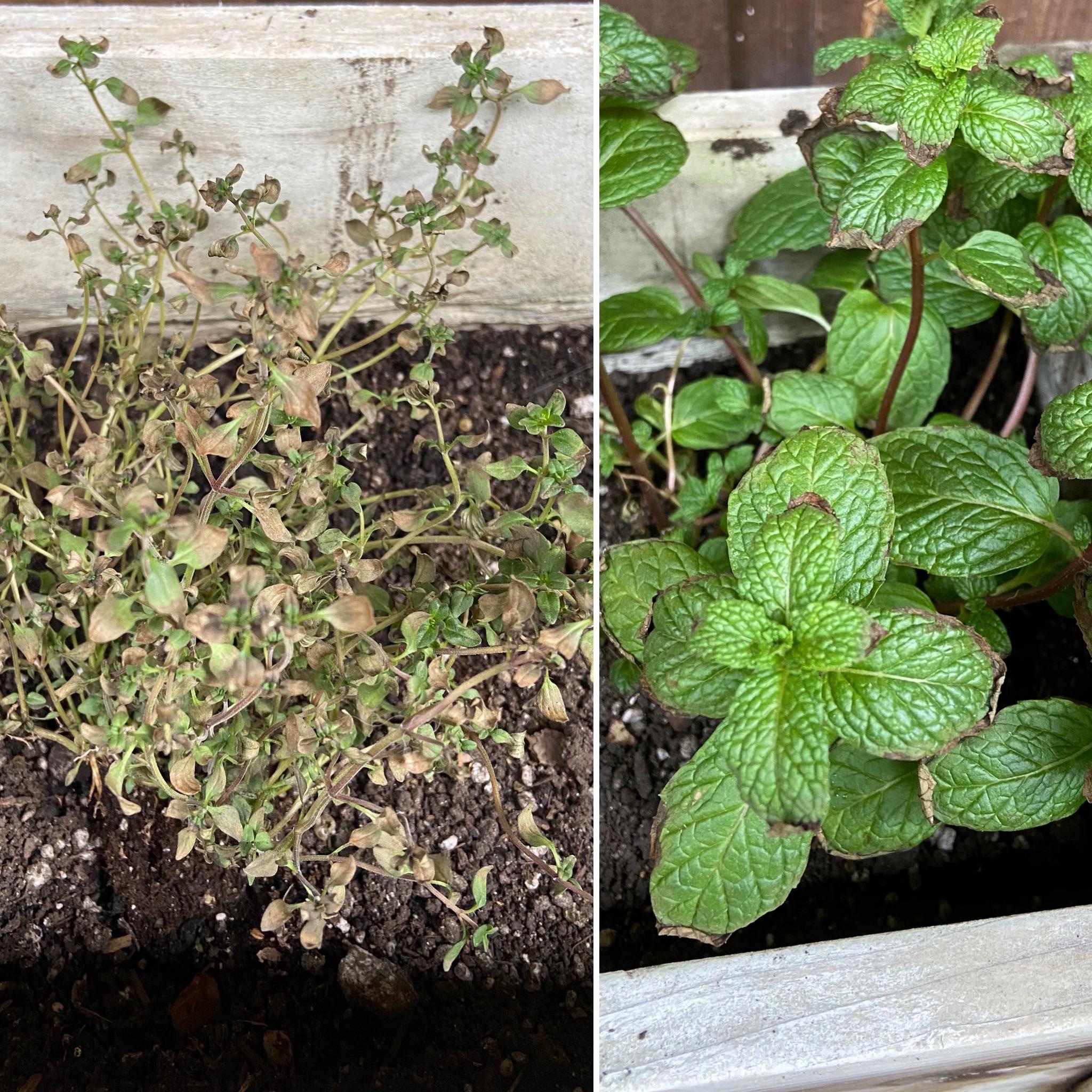 Help! Thyme and mint leaves turning brown after transplant. Other two