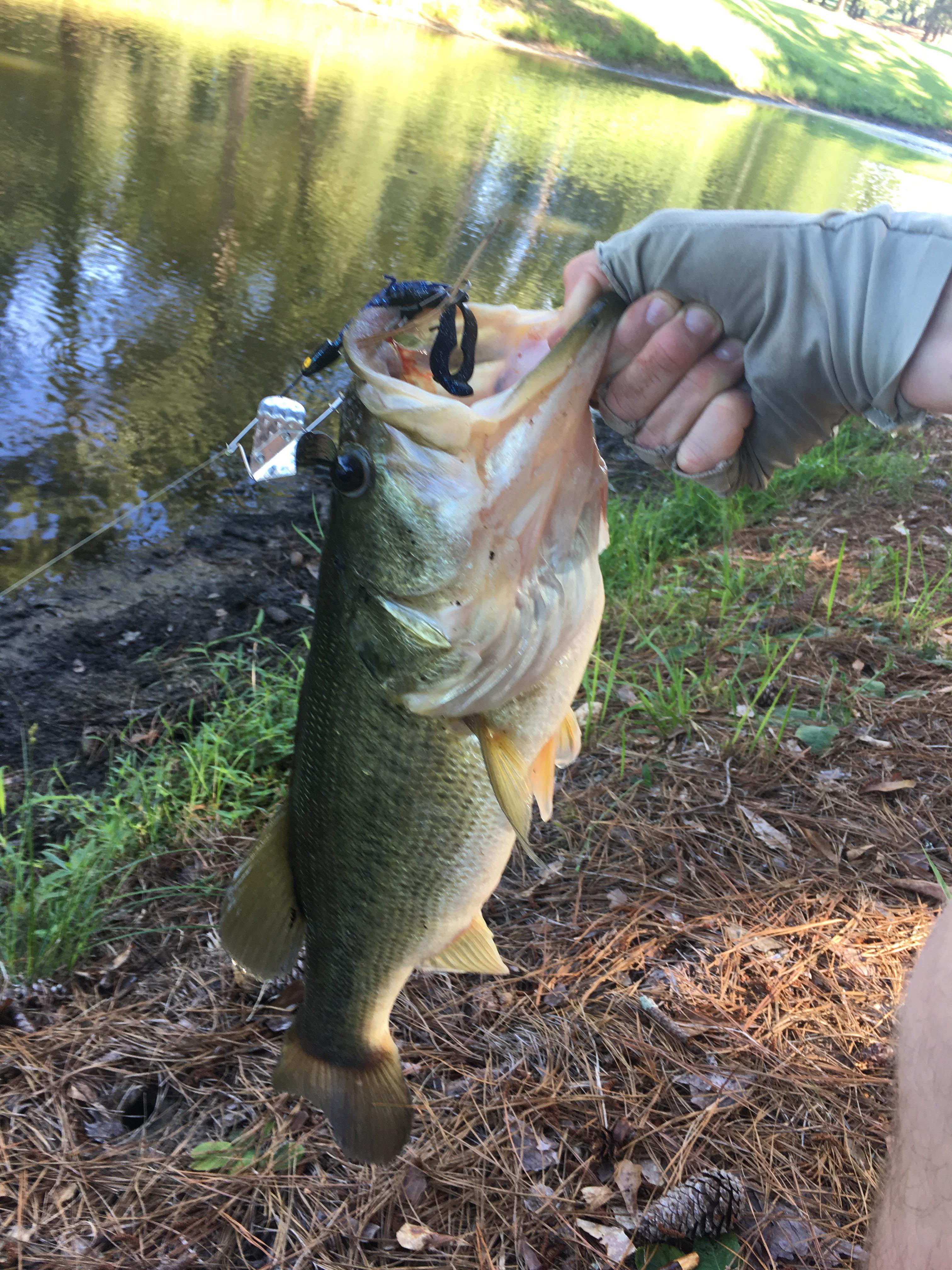 First bass on buzzbait in 2 years. Give or take 3.5 to 4 lber! r
