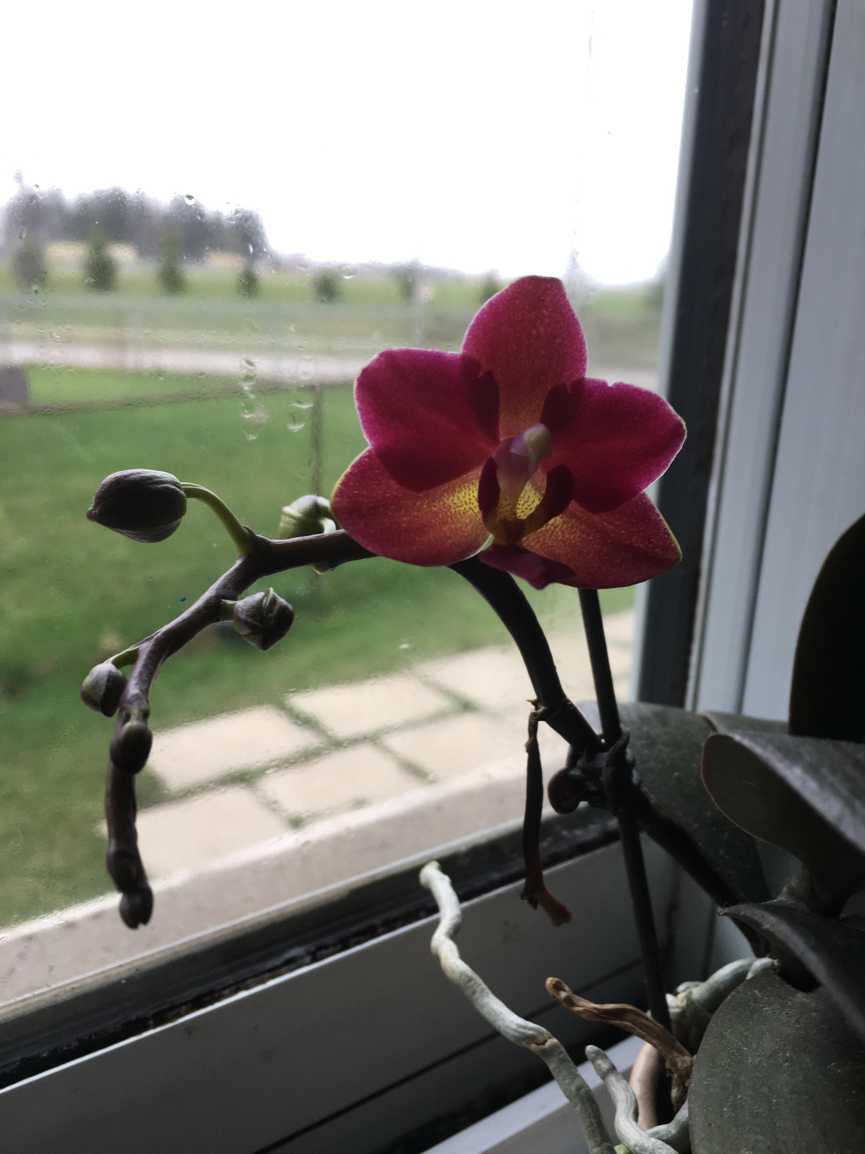 My first ever rebloom!!! r/orchids