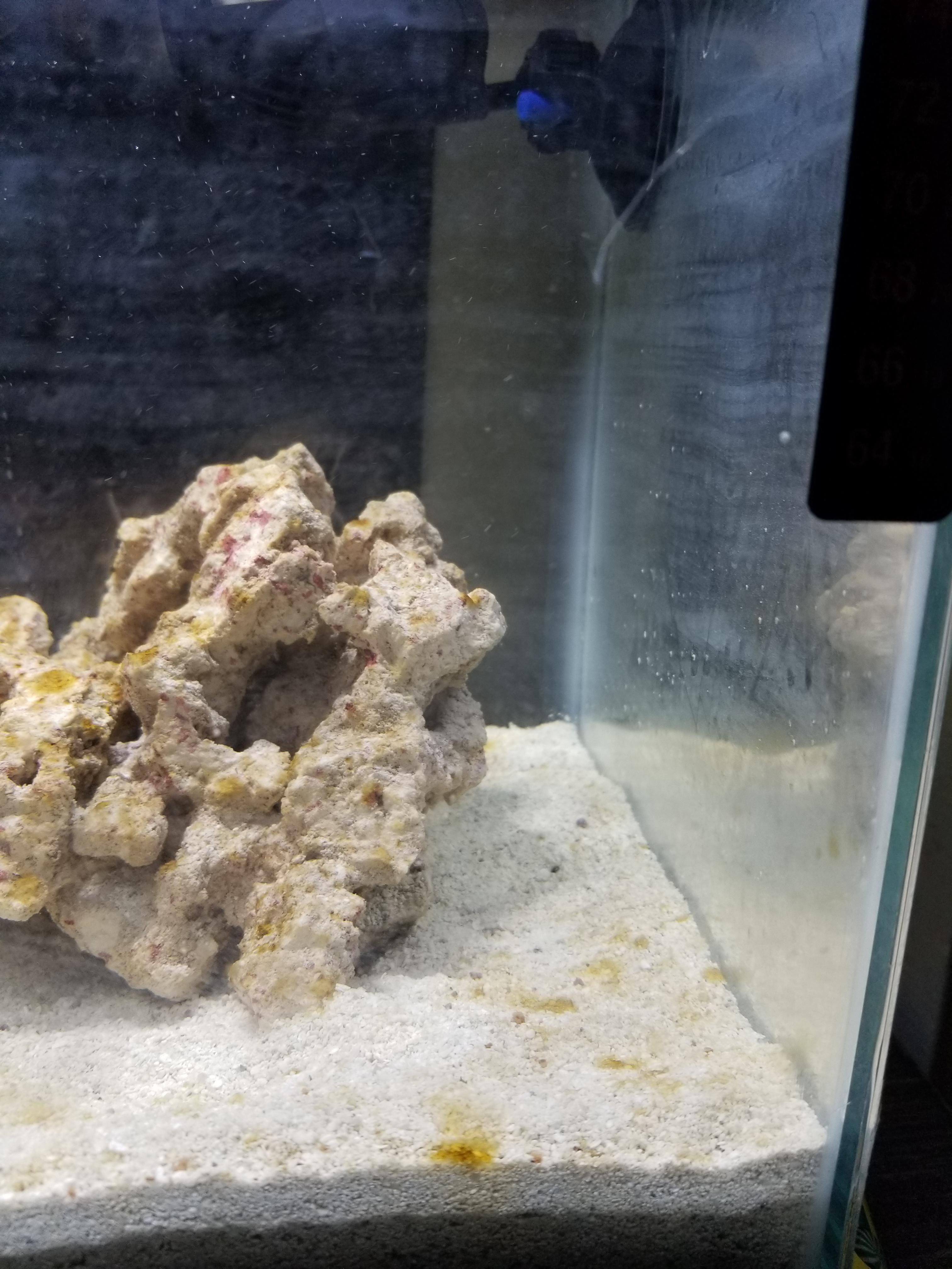 I really want a sand sifting fish to watch but I've been waiting on my