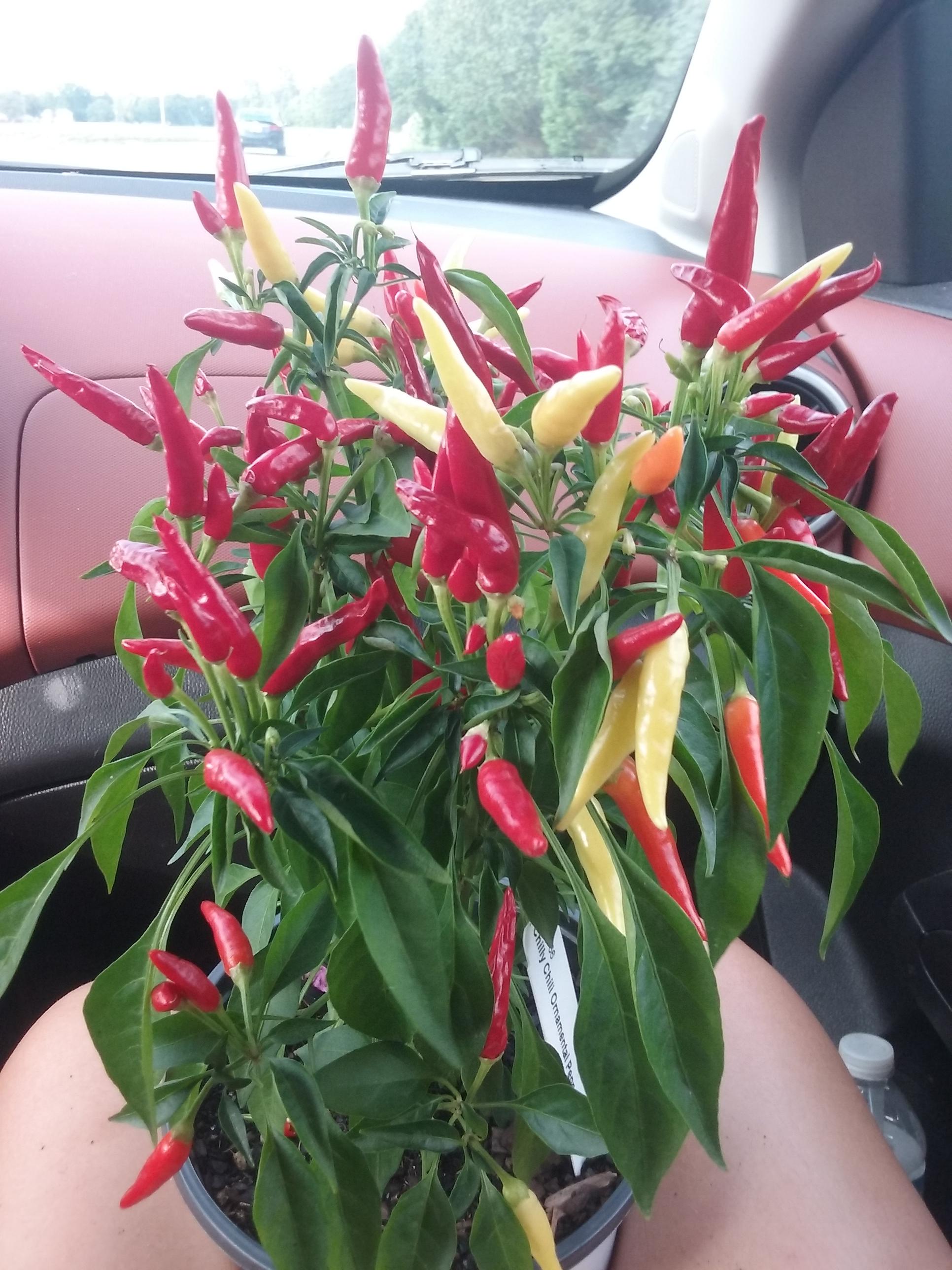 My new chilly chili ornamental pepper plant! ( r/gardening