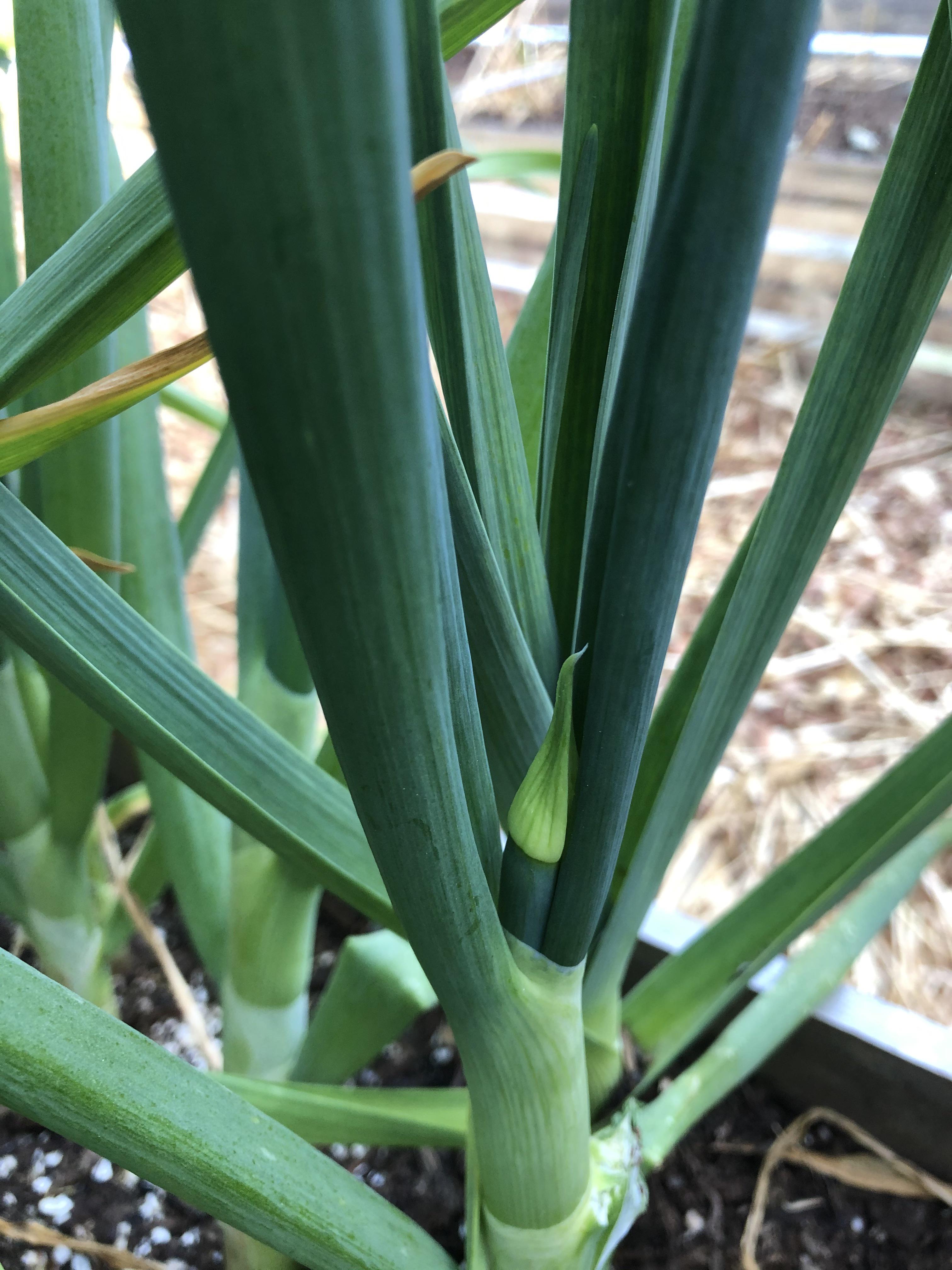 Nootka Rose softneck garlic making a SCAPE??! I thought only hardneck