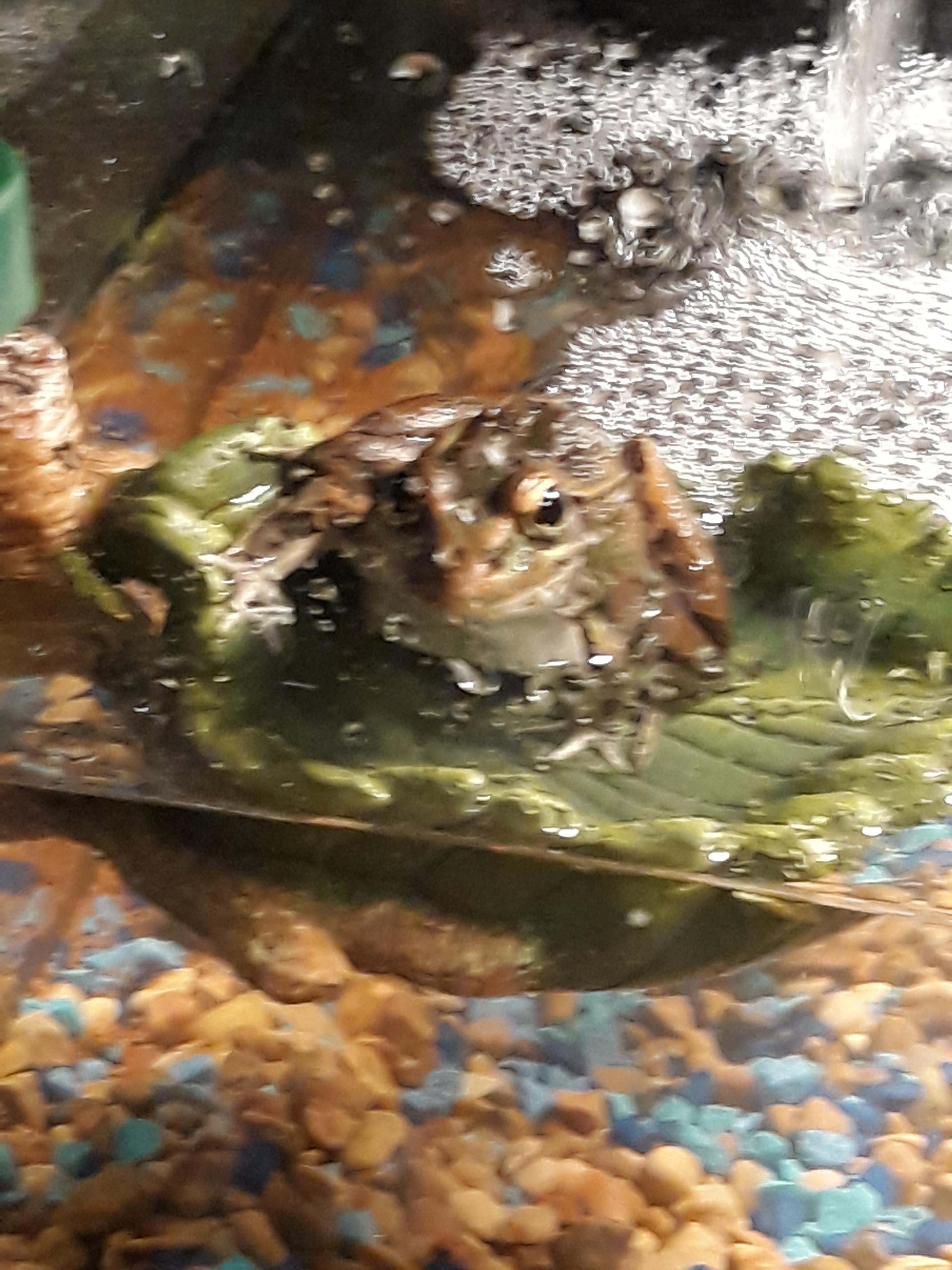 Will frogs eat a cockroach that is twice their size? r/frogs
