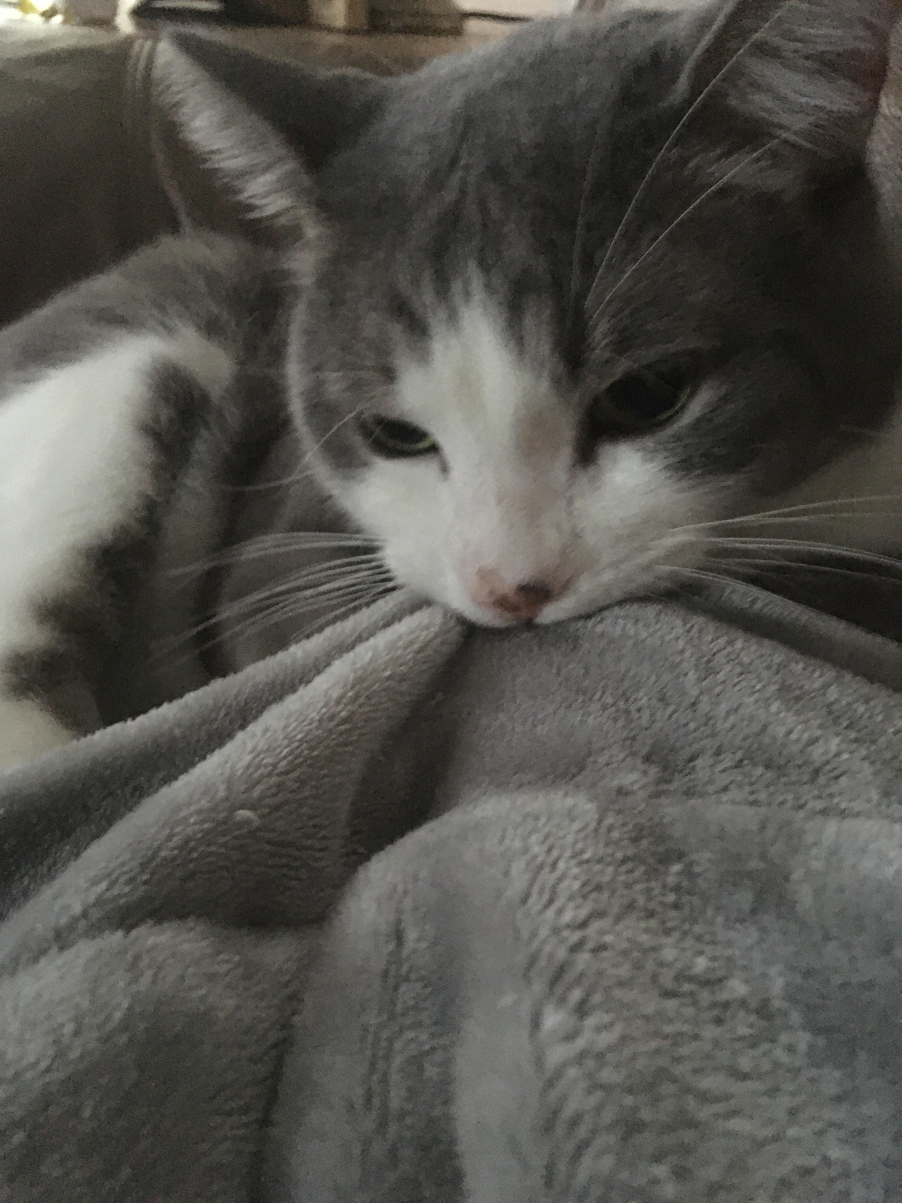 My cat is biting my blanket. Triggered. r/animalsdoingstuff