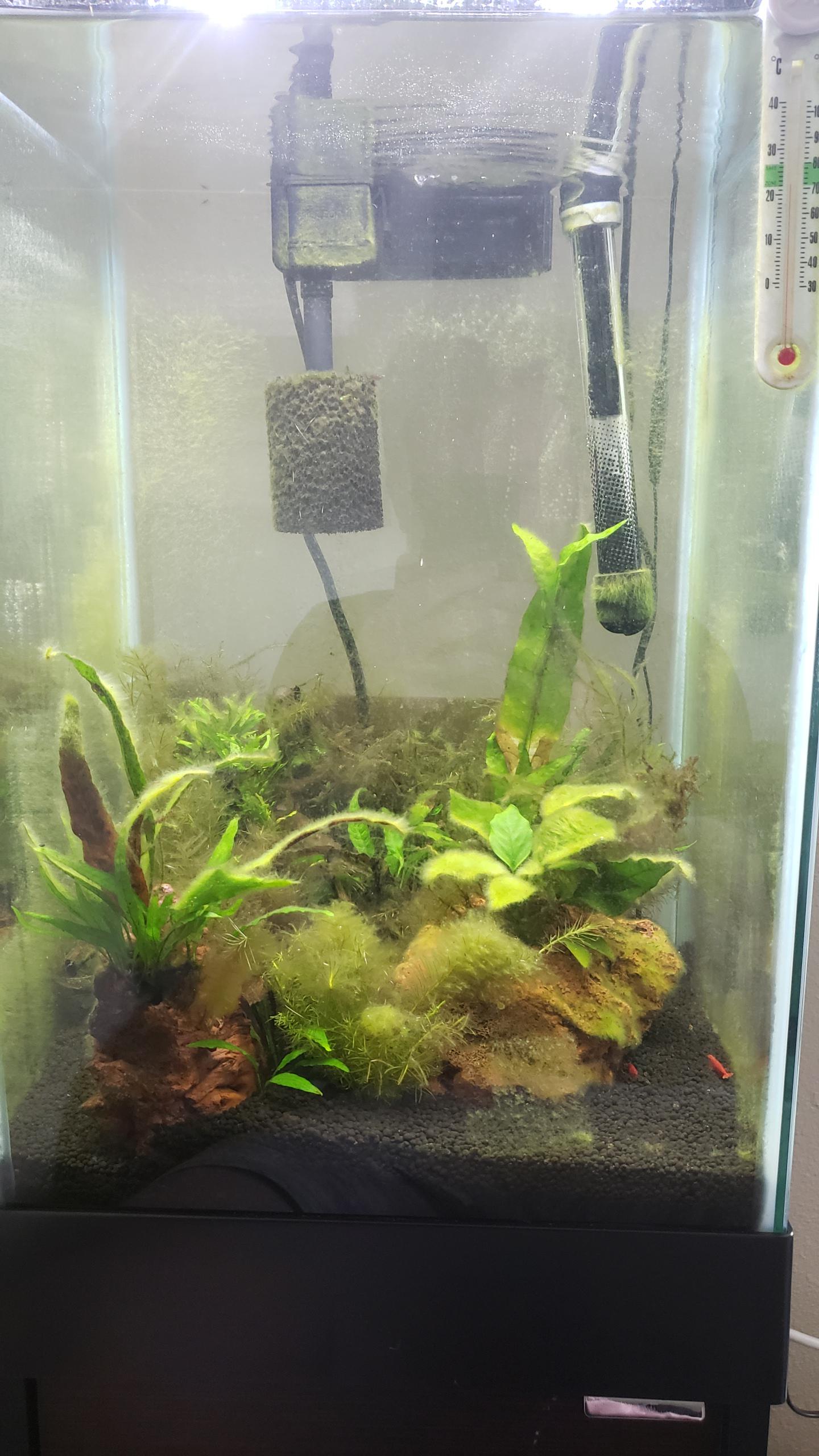 How to remove hair algae in shrimp tank r/shrimptank