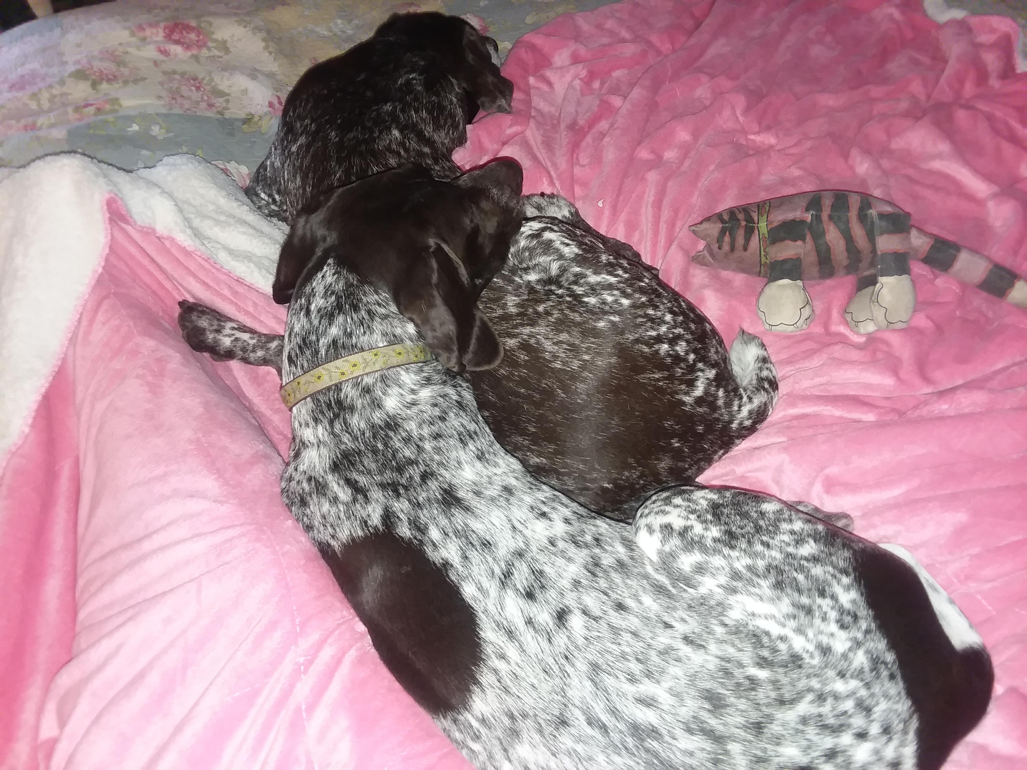 My cuddle puddle. Dolly and Matilda. Mommy's sick so here they are. r