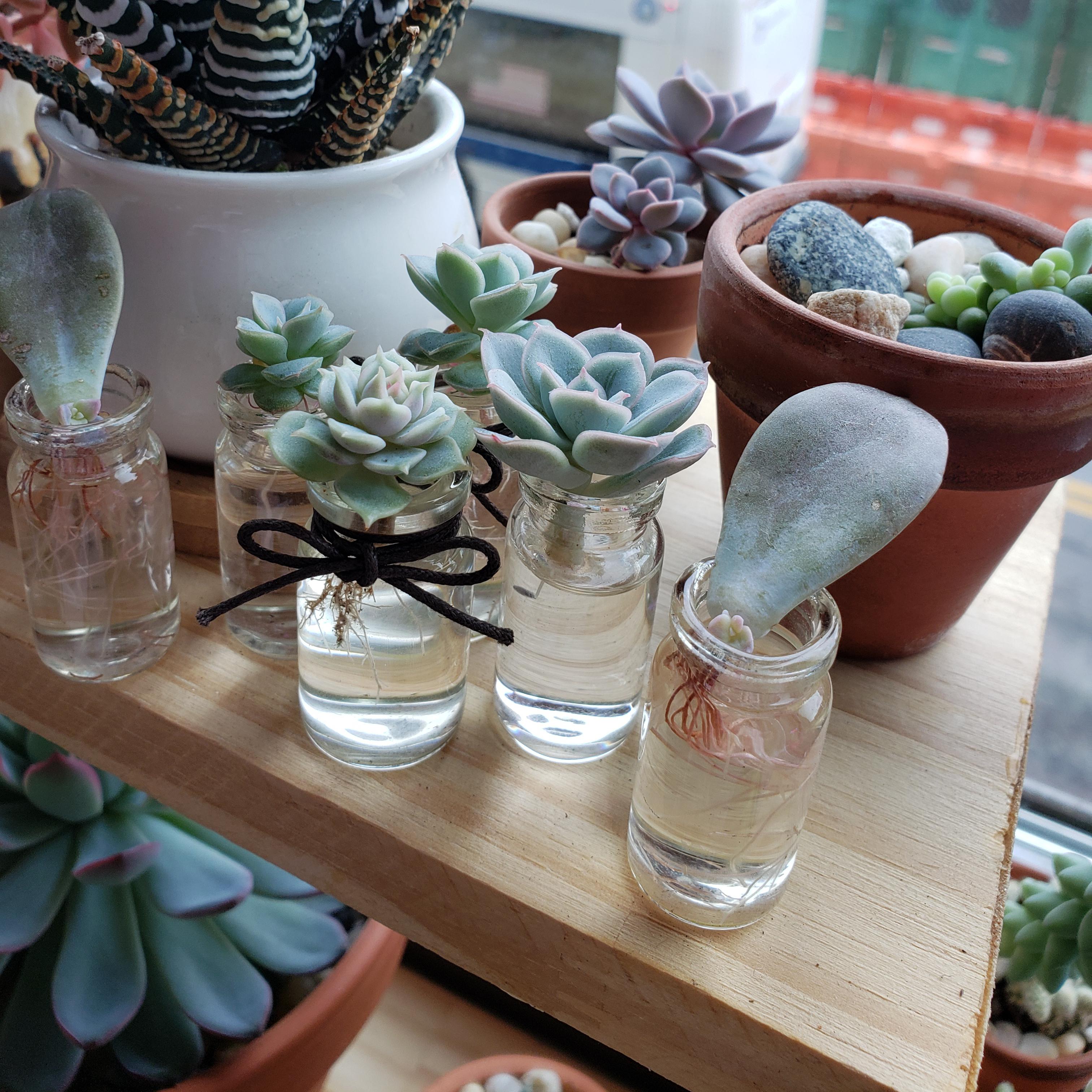 Giving water propagation for succs a go. So far so good! ♡ succulents