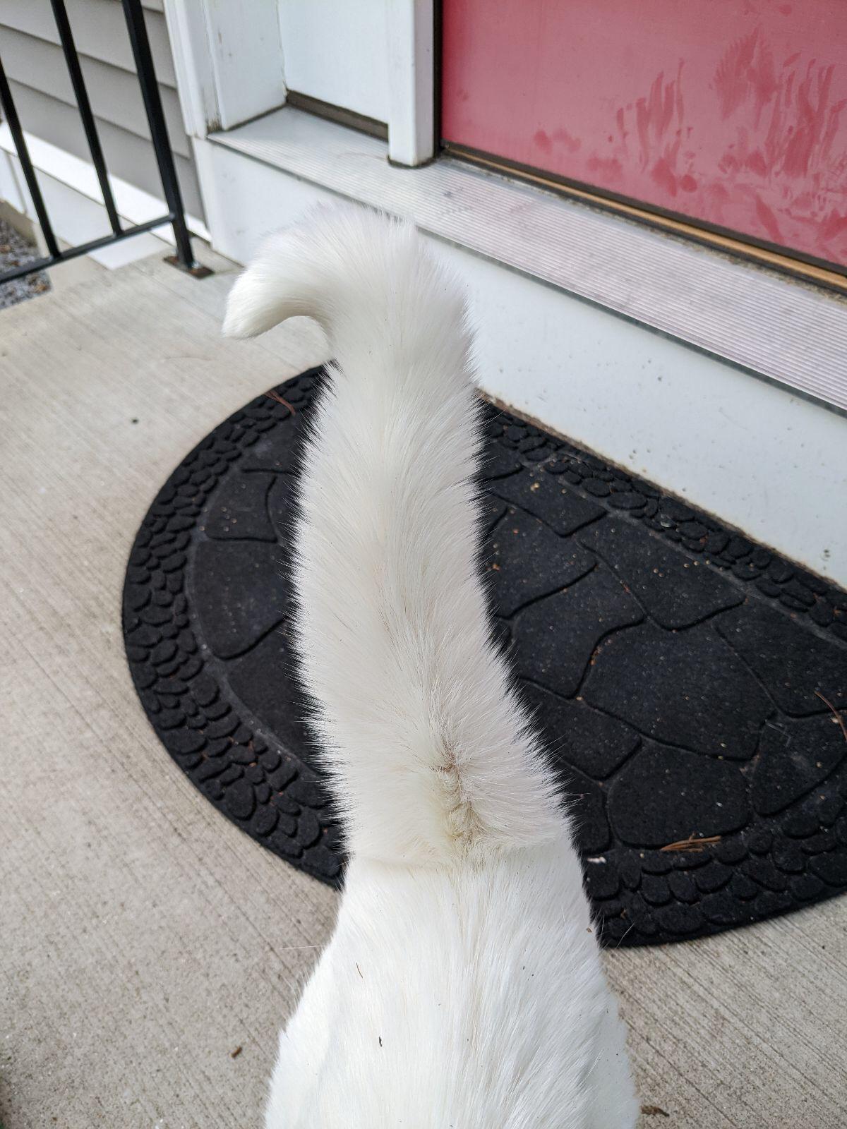 anna’s amazing bottle brush r/bottlebrush