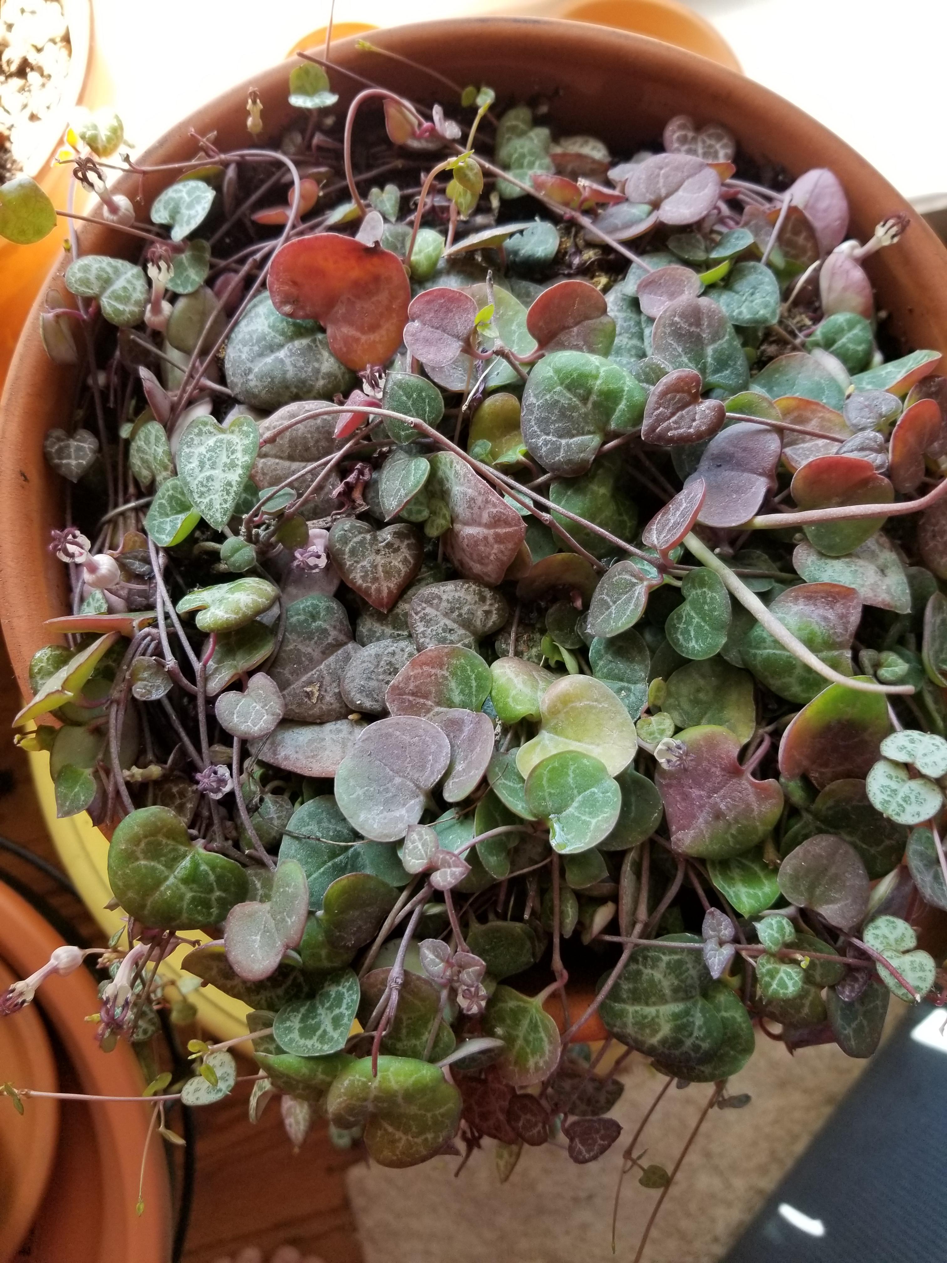 My Variegated String of Hearts is So Pretty! r/houseplants