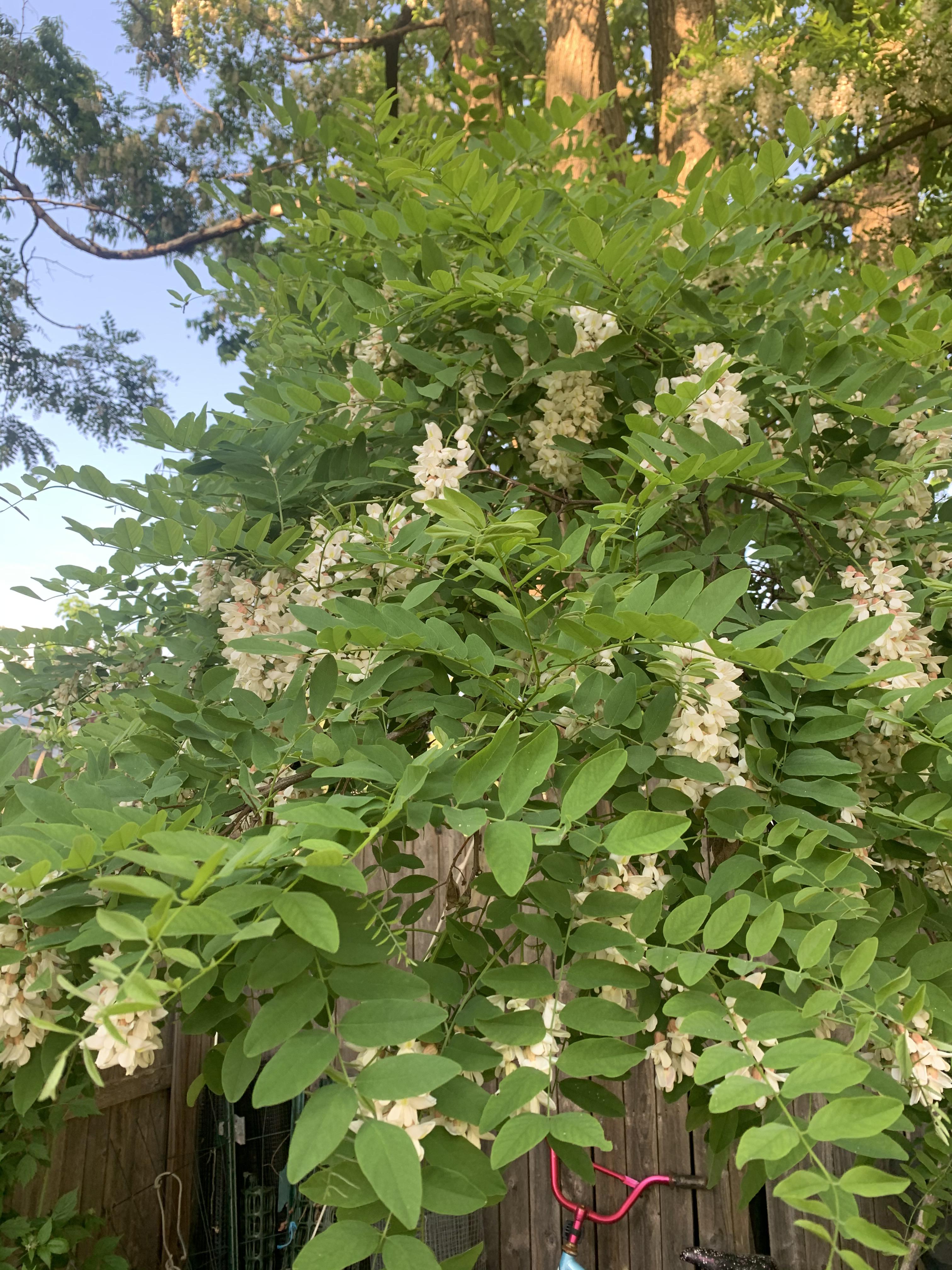 Anyone know what this lovely smelling tree in VT is? r