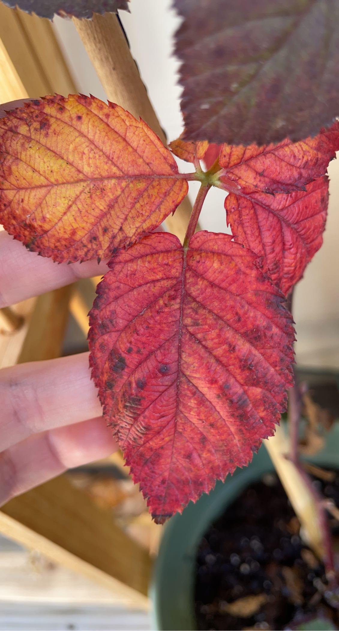 What are the purple spots along the edges of these blackberry leaves