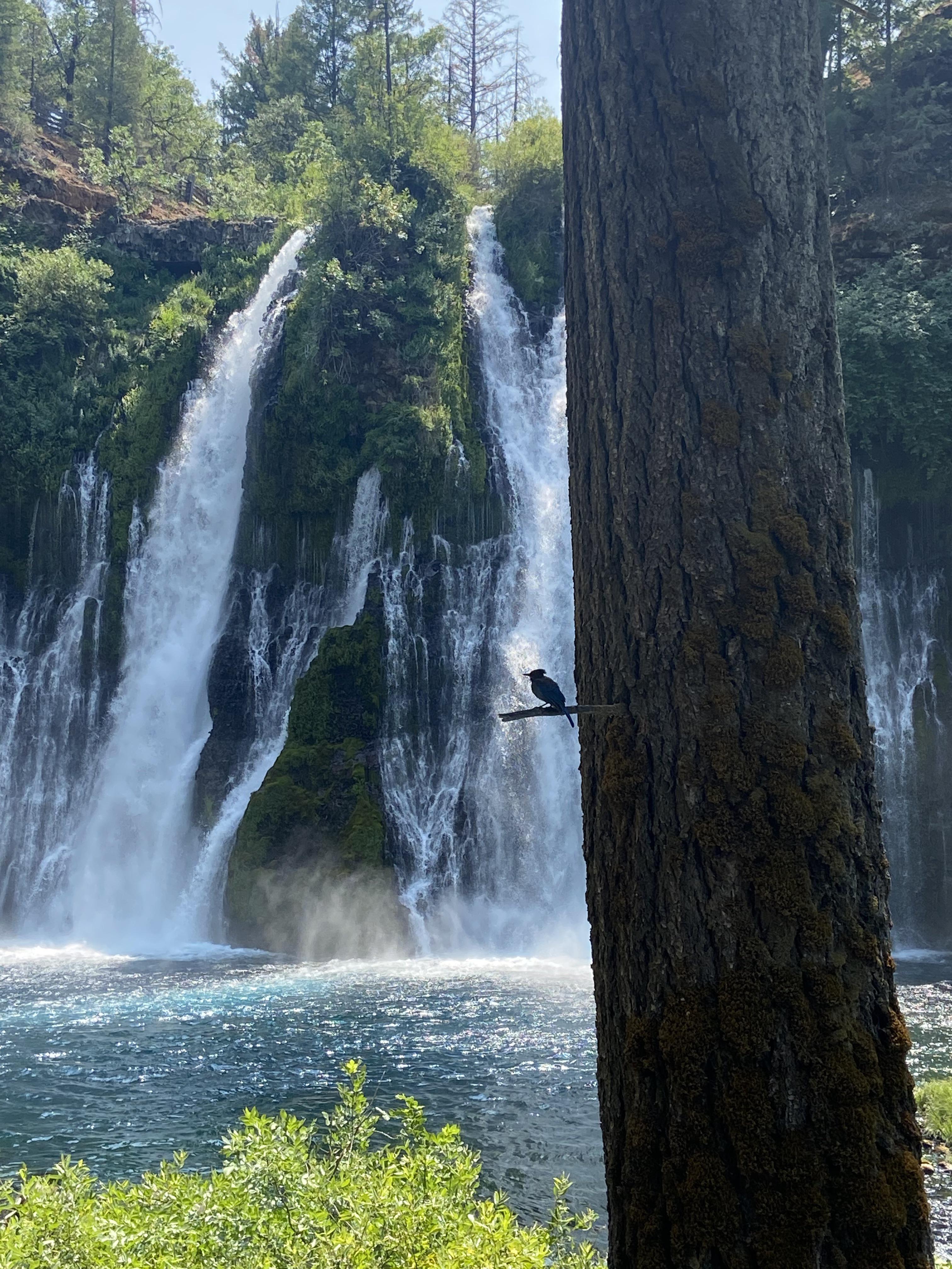 🔥Burney Falls, CA r/NatureIsFuckingLit
