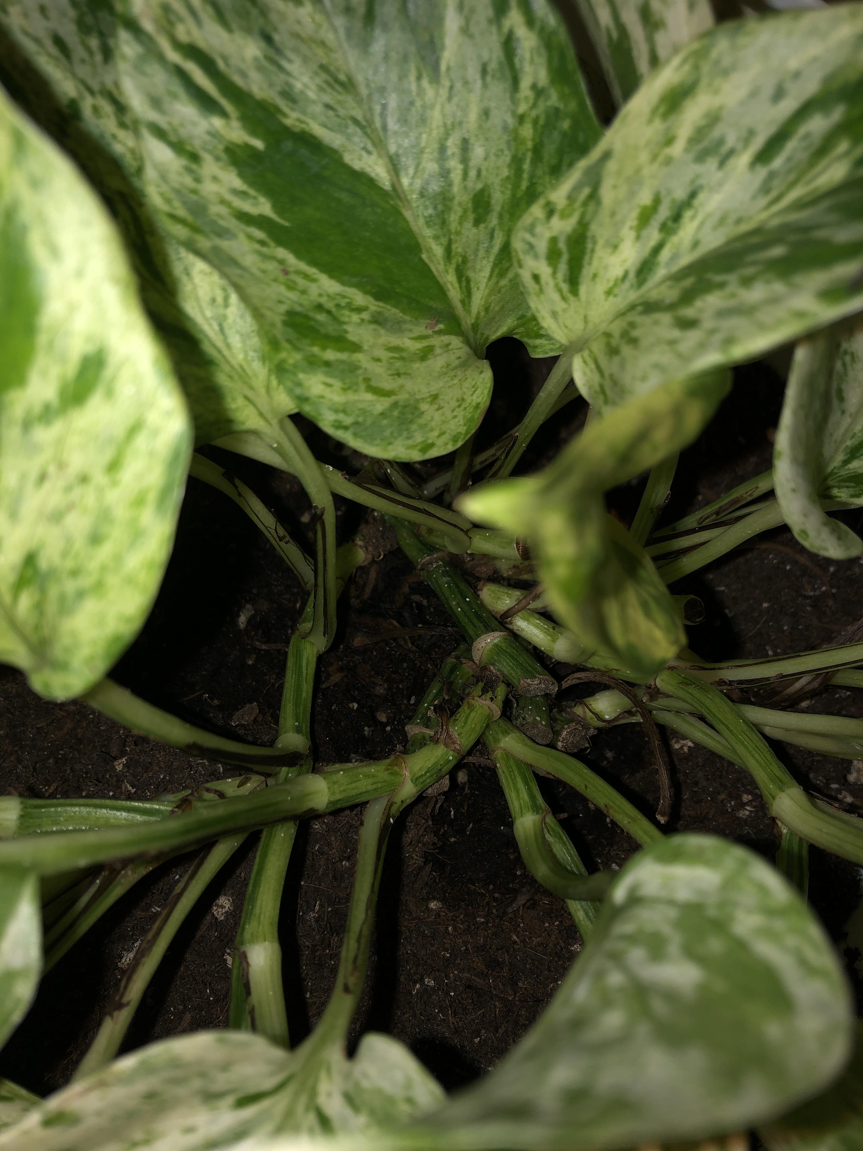 There are fungus gnats all over my marble pothos and now these little