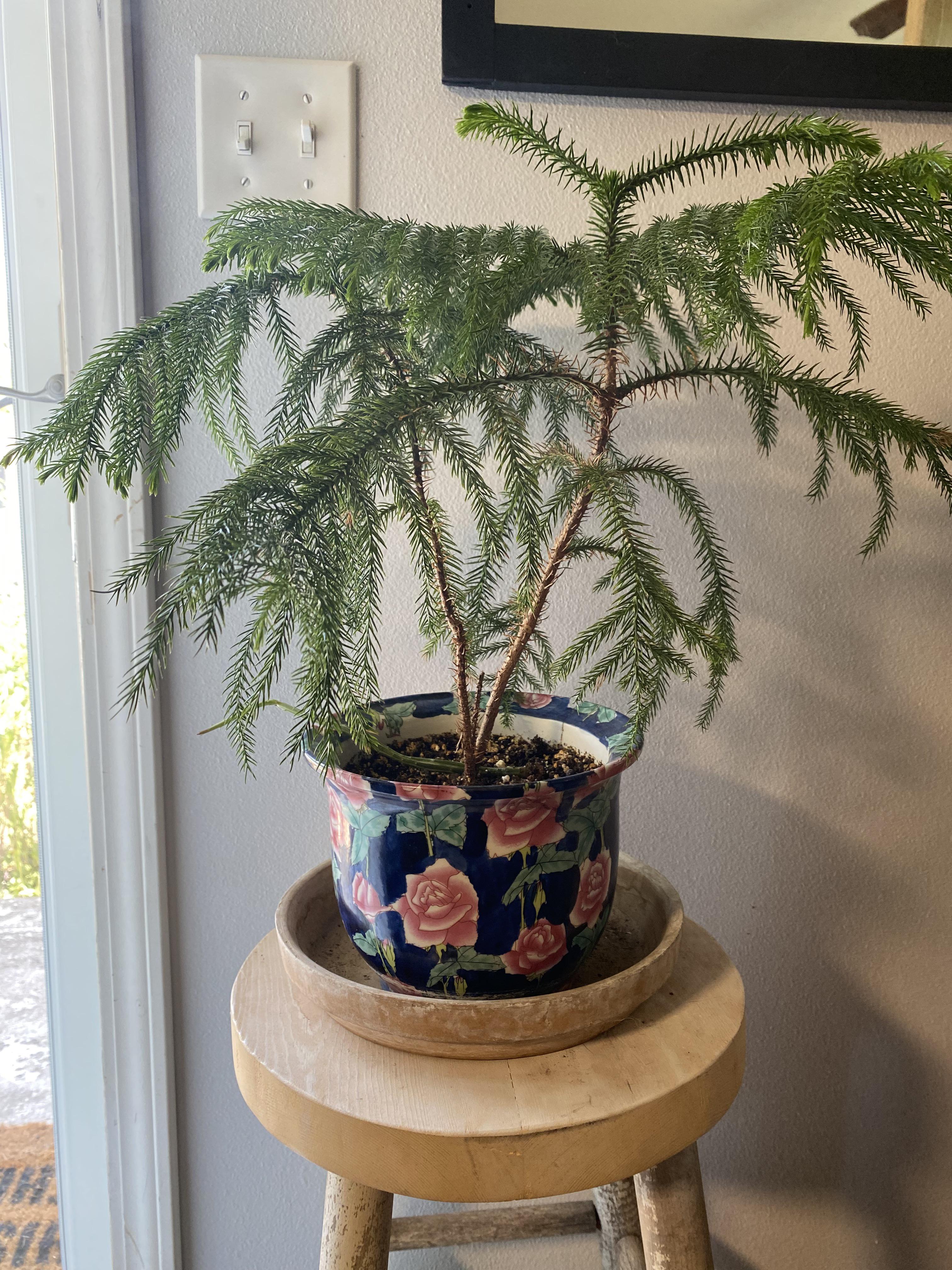 Do y’all think this pot is big enough for my Norfolk Island Pine, or should I repot? r/houseplants