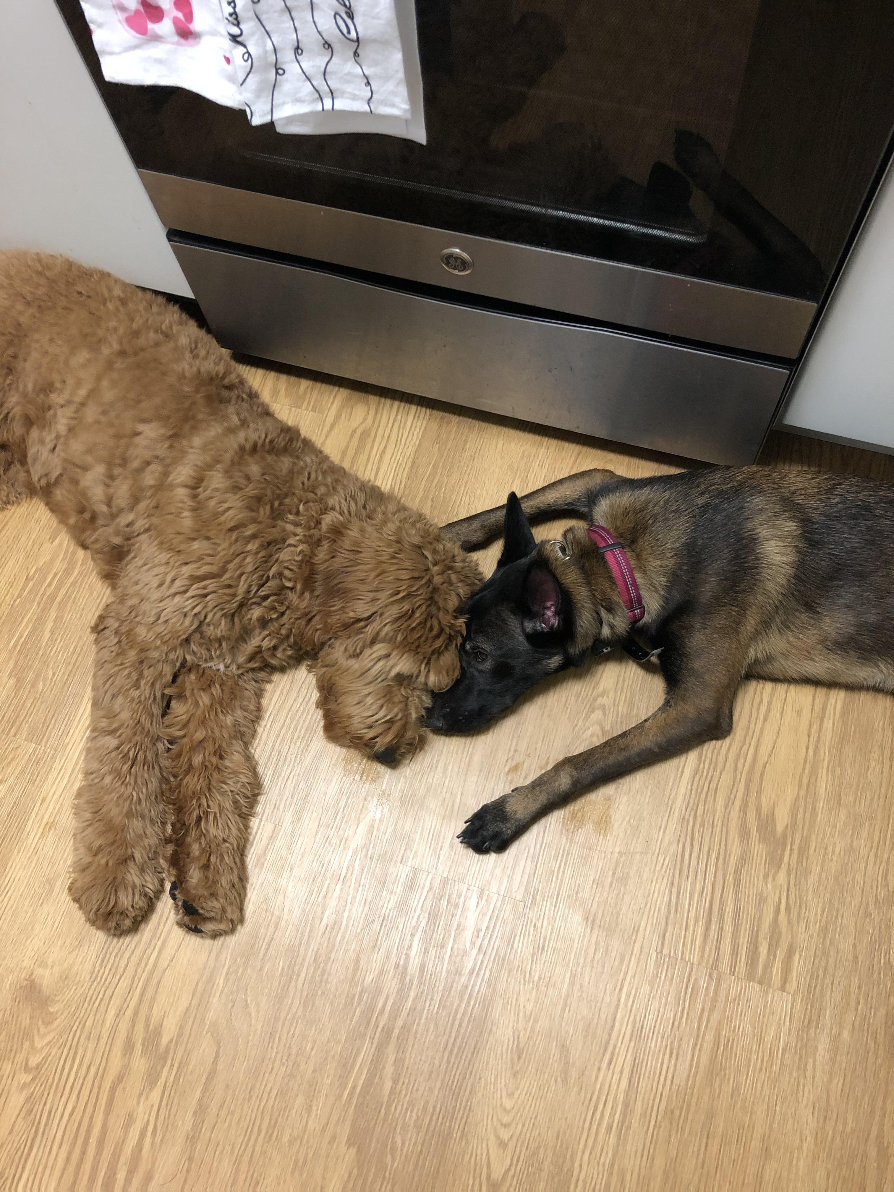 Happy Valentine’s Day from my doodle and his best friend Ava the