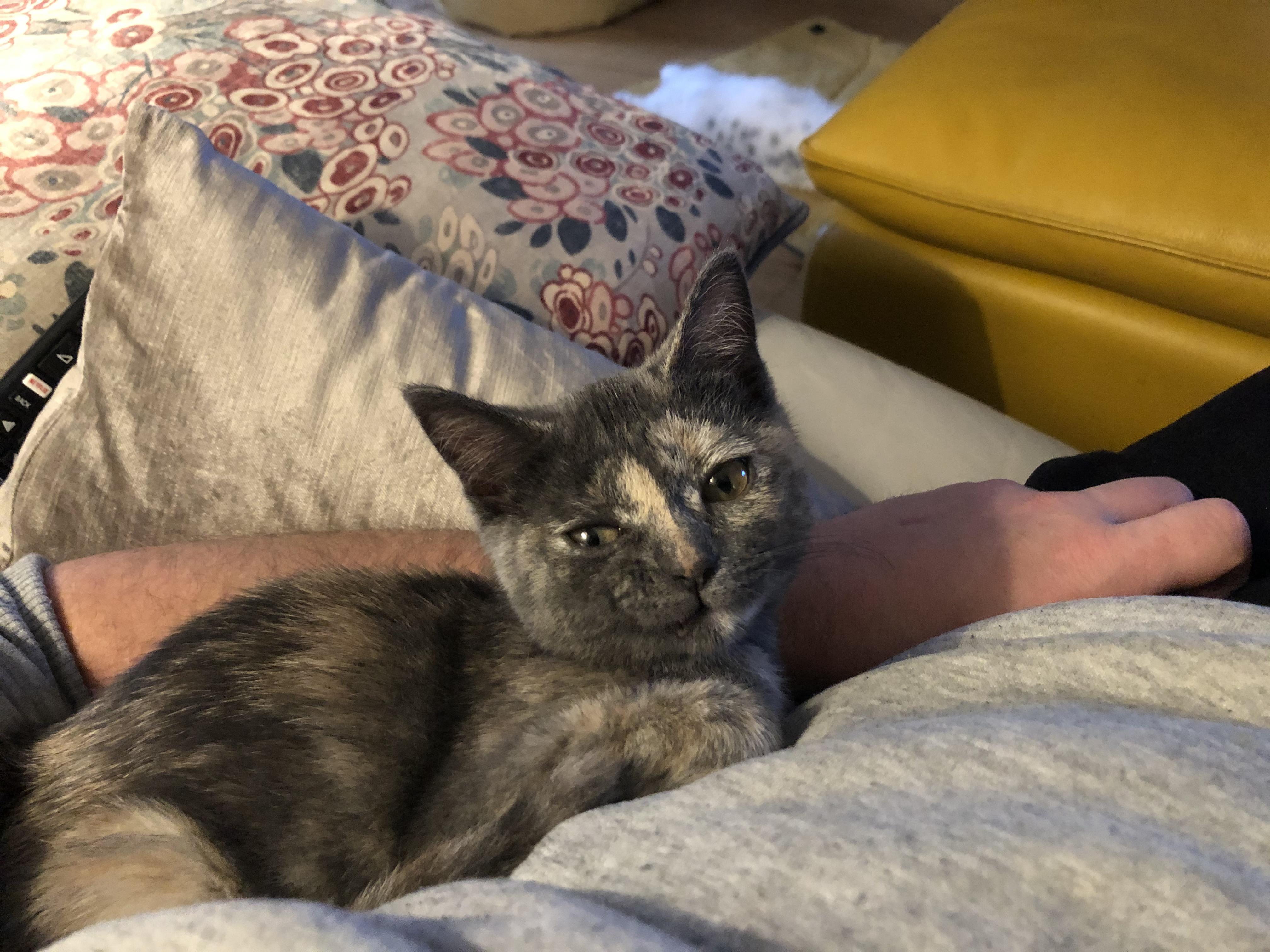 My wife got me a rescue as an early Christmas present Reddit, meet