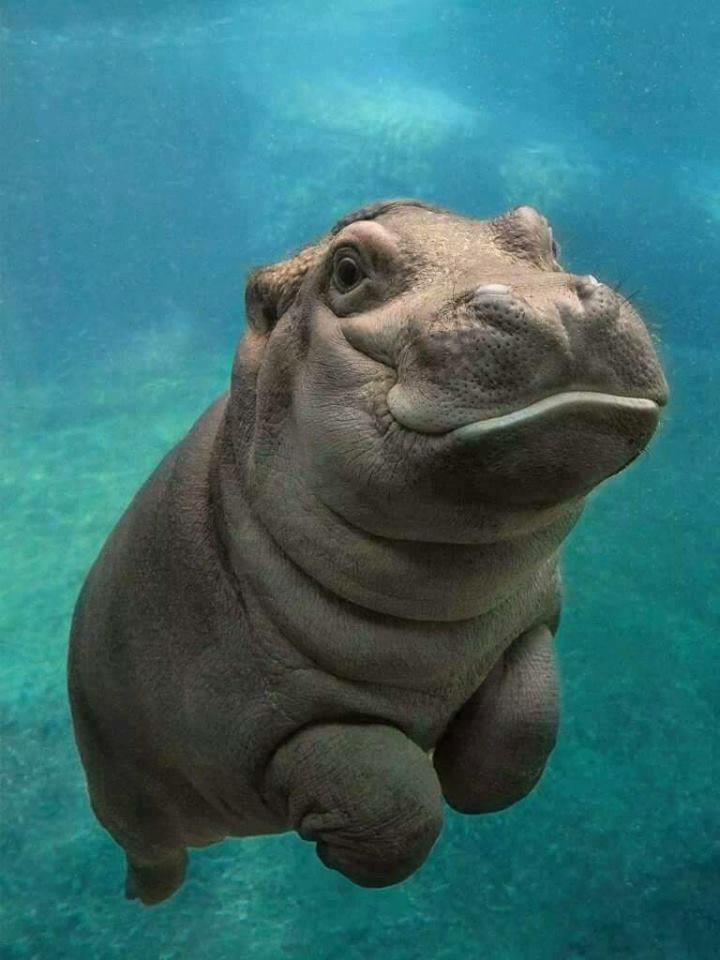 Baby Hippo r/aww