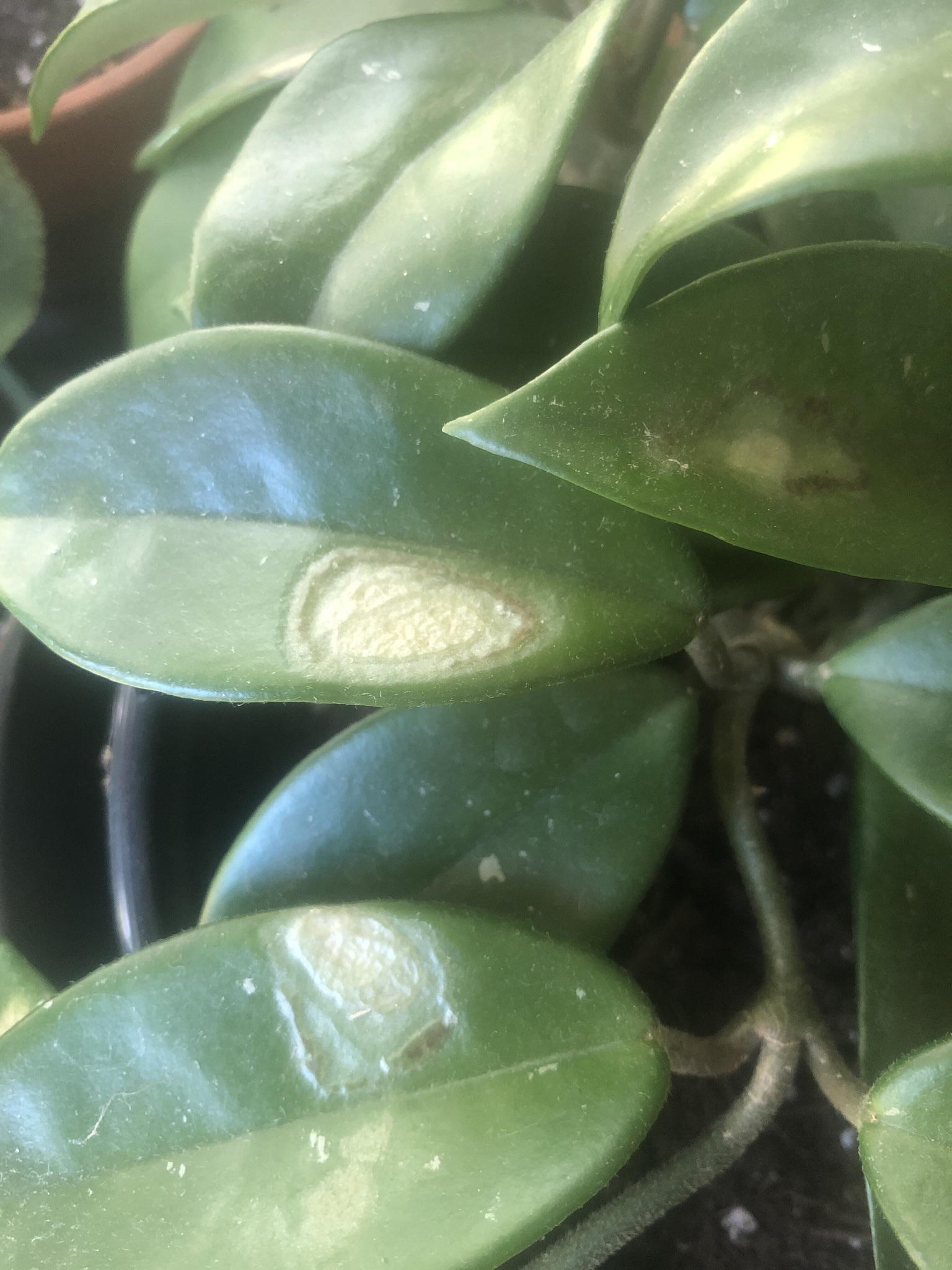 Weird spots on Hoya leaves r/houseplants