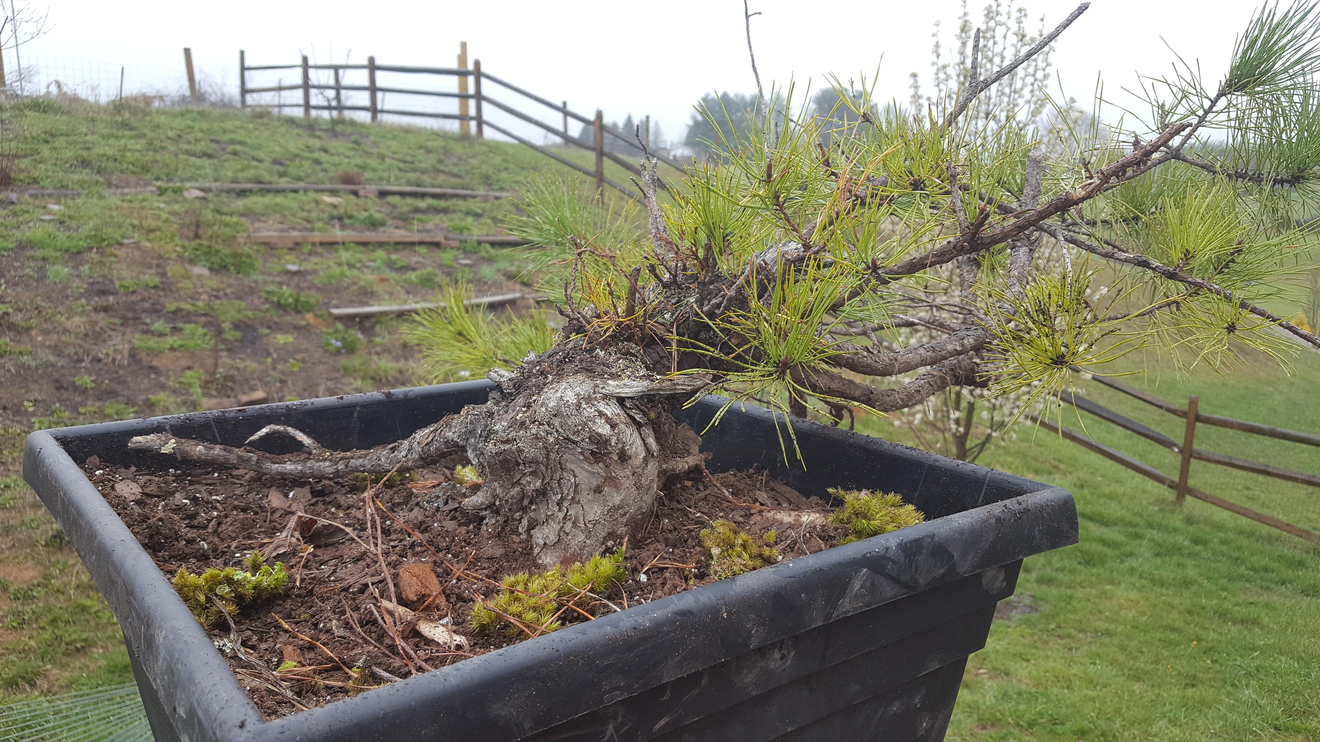 New material Virginia pine r/Bonsai
