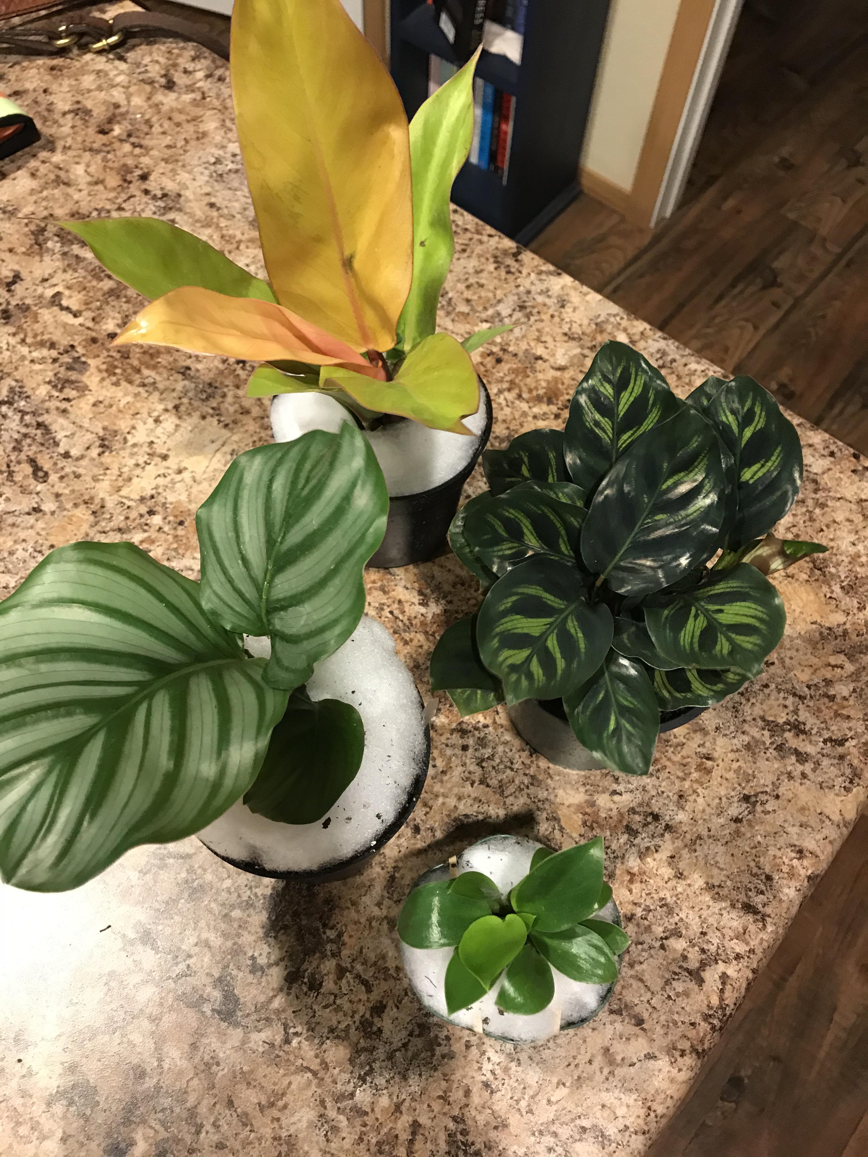 Gabriella Plants can take all of my money. houseplants