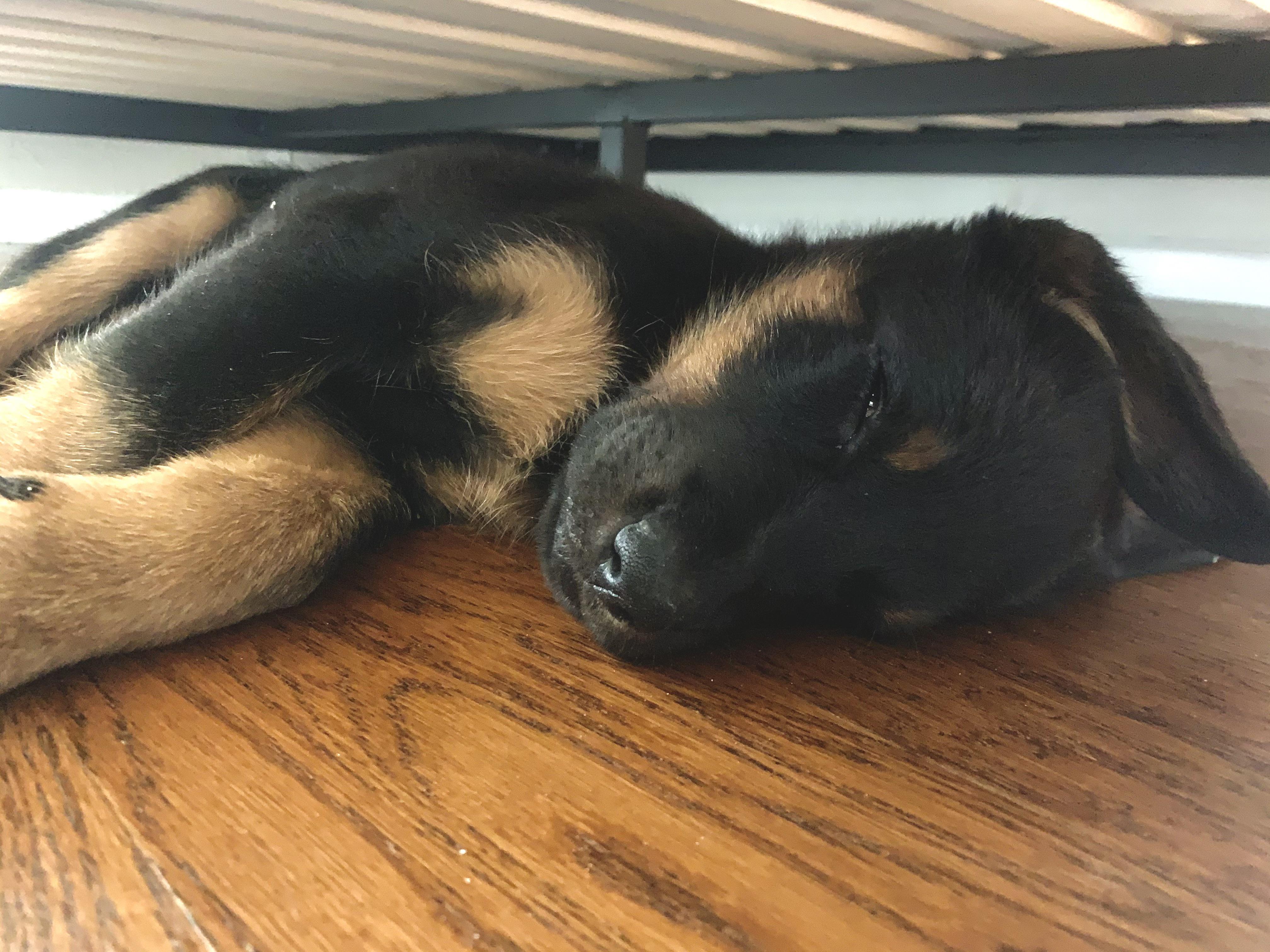 Best Beauceron Posts Reddit