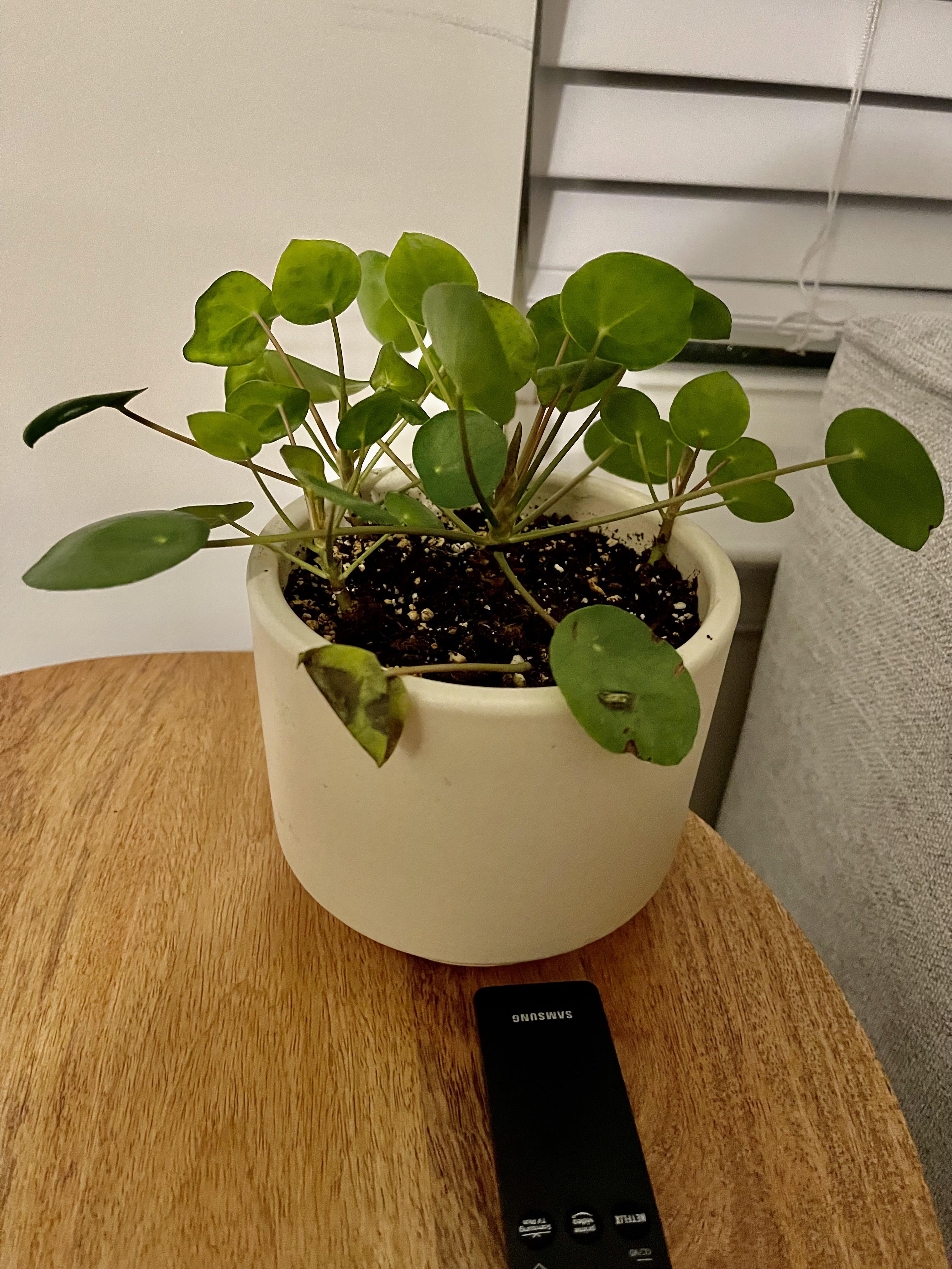 My Pilea has stopped growing, is it ready to be moved to a bigger pot