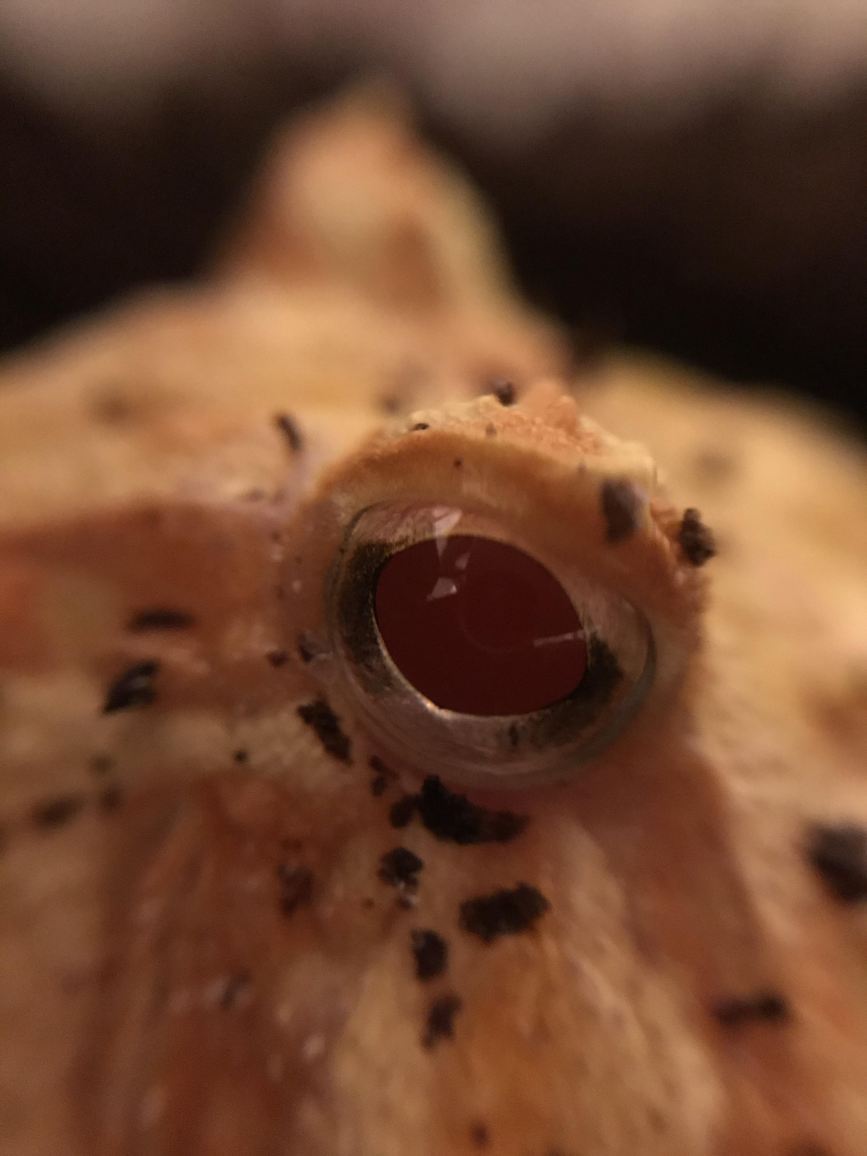 Upclose photo of a pacman eyeball, the details are so cool! r/frogs