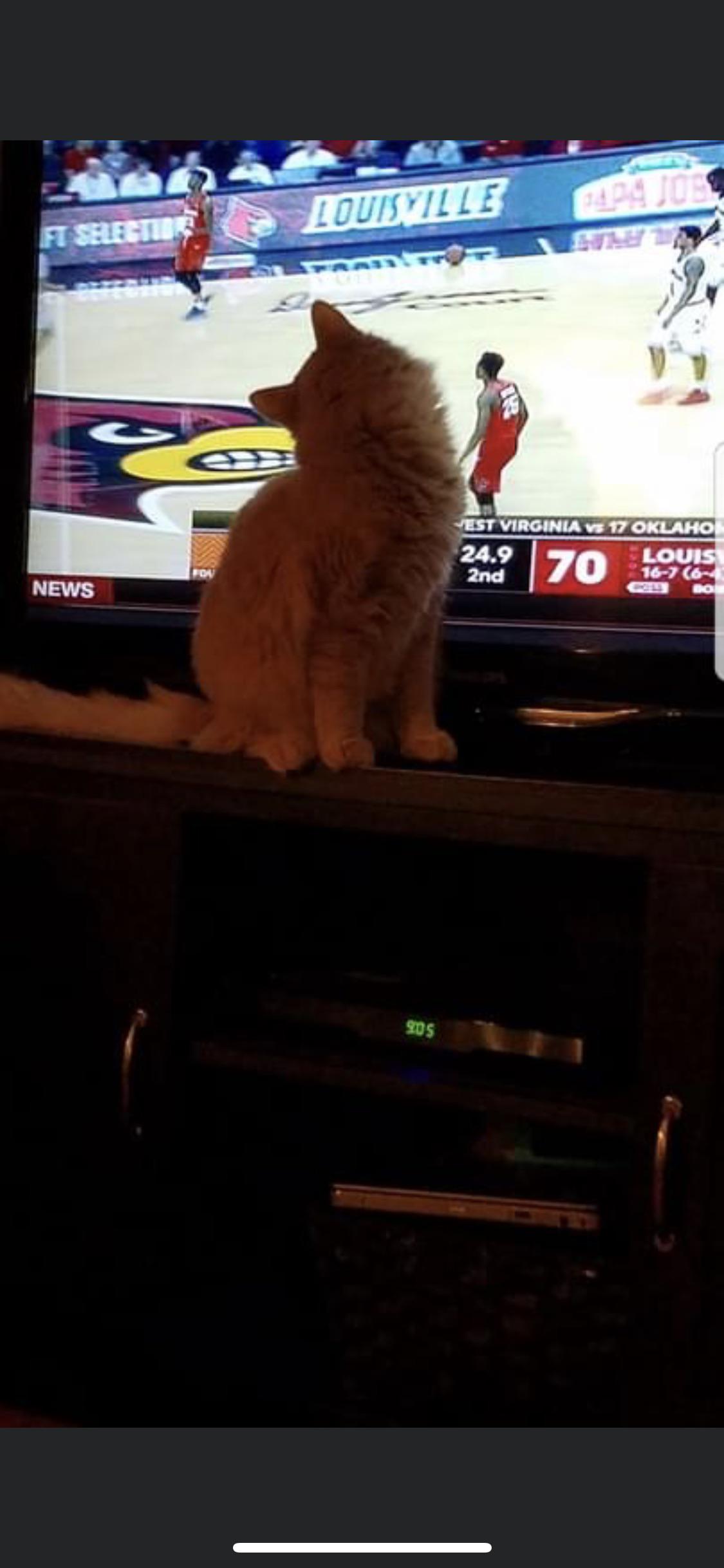 my cat watching tv r/cats
