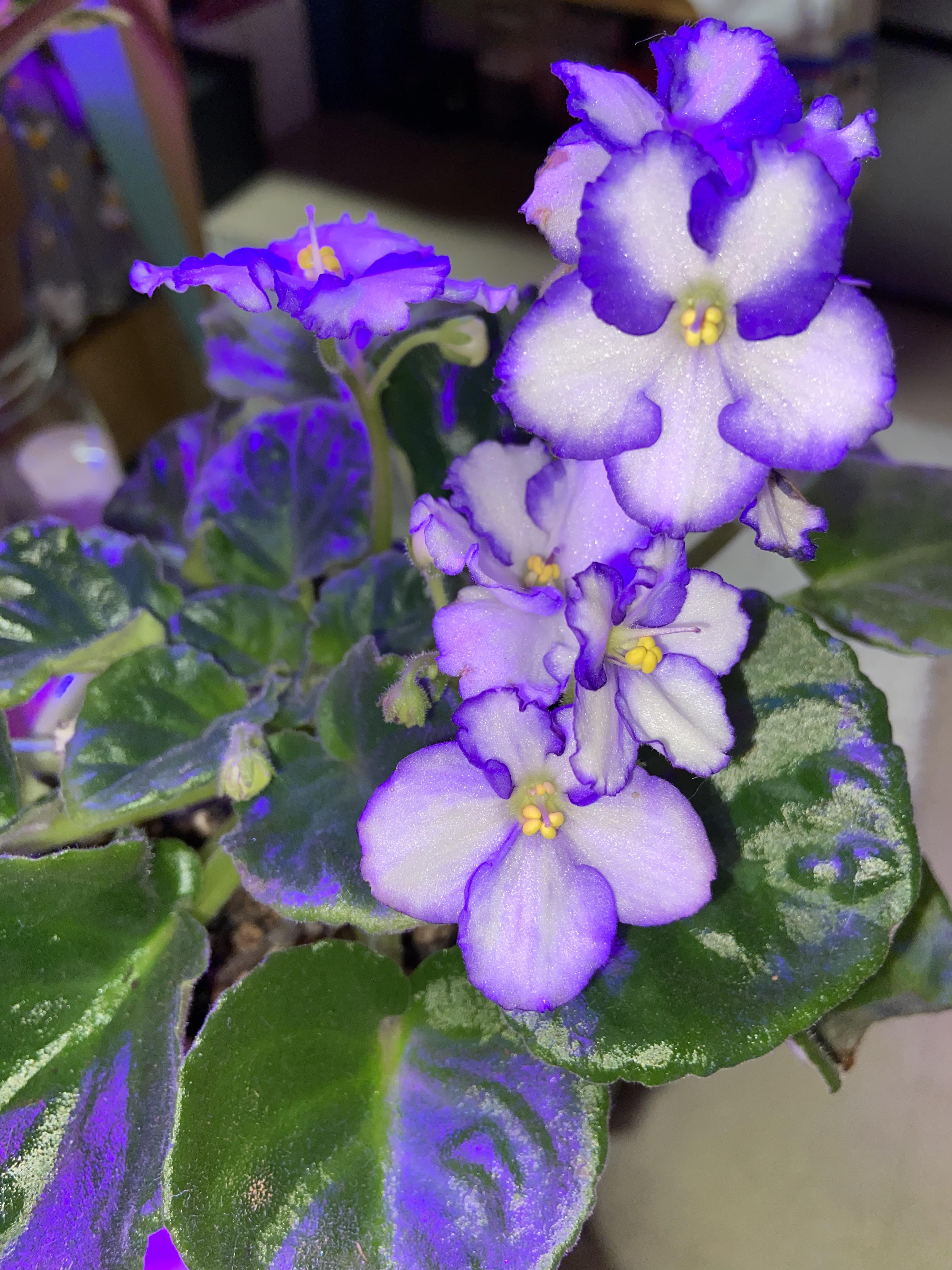 My first rebloom with this NOID! Ever since DIYing self watering pots