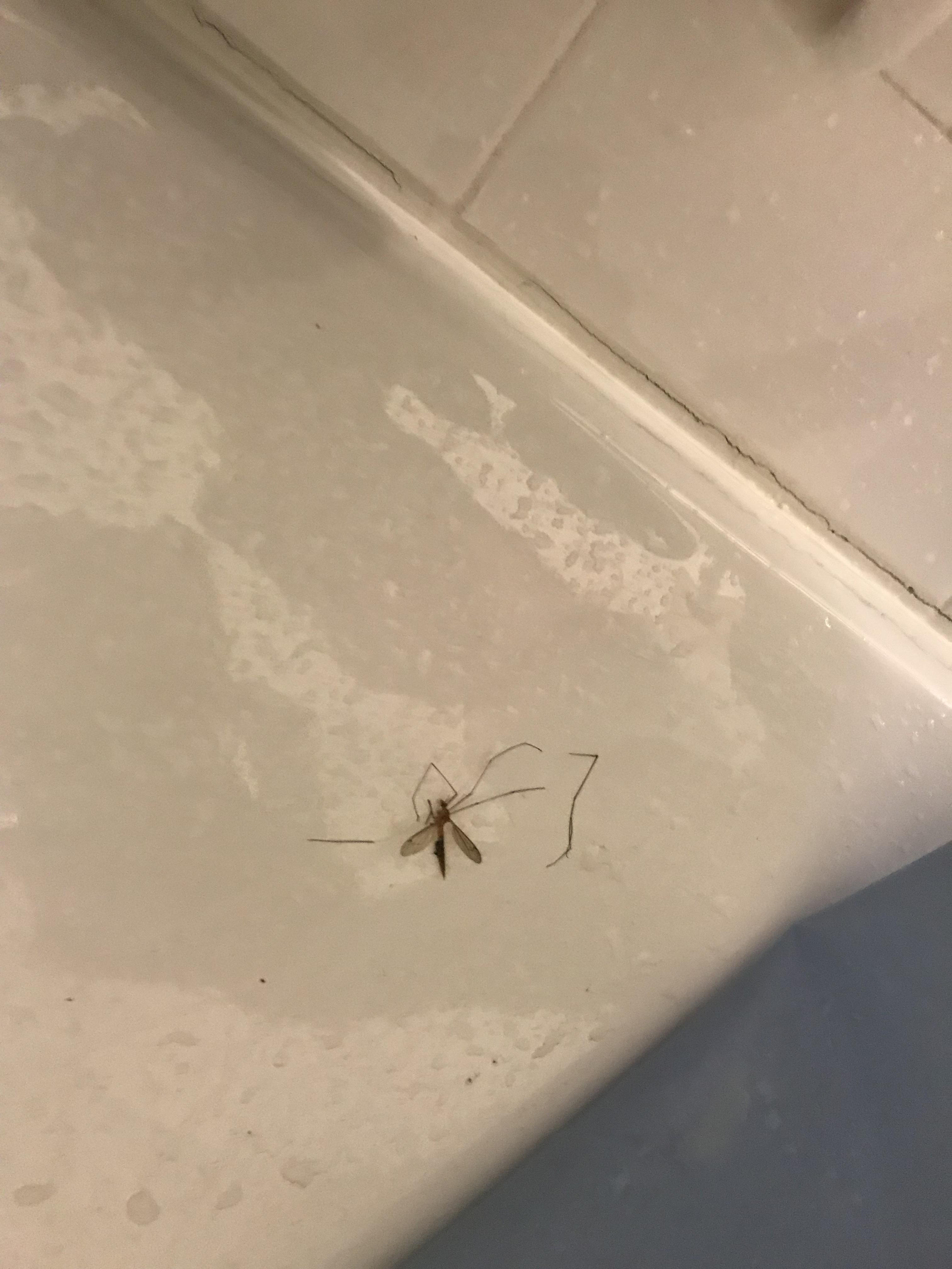 Giant mosquito corpse, in my bath, at 9 am. How’s your day going? FML