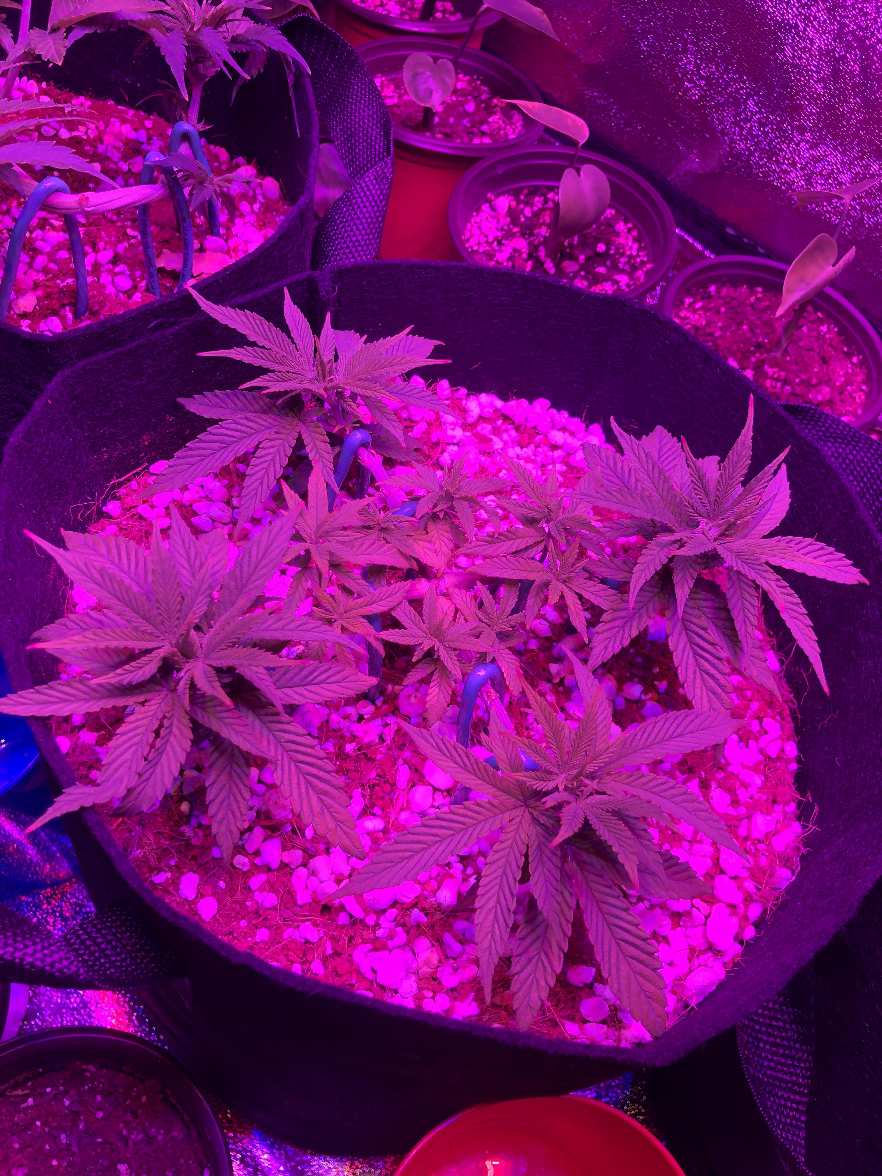 Bubblegum Auto coming up on the end of week 5. Should start flowering