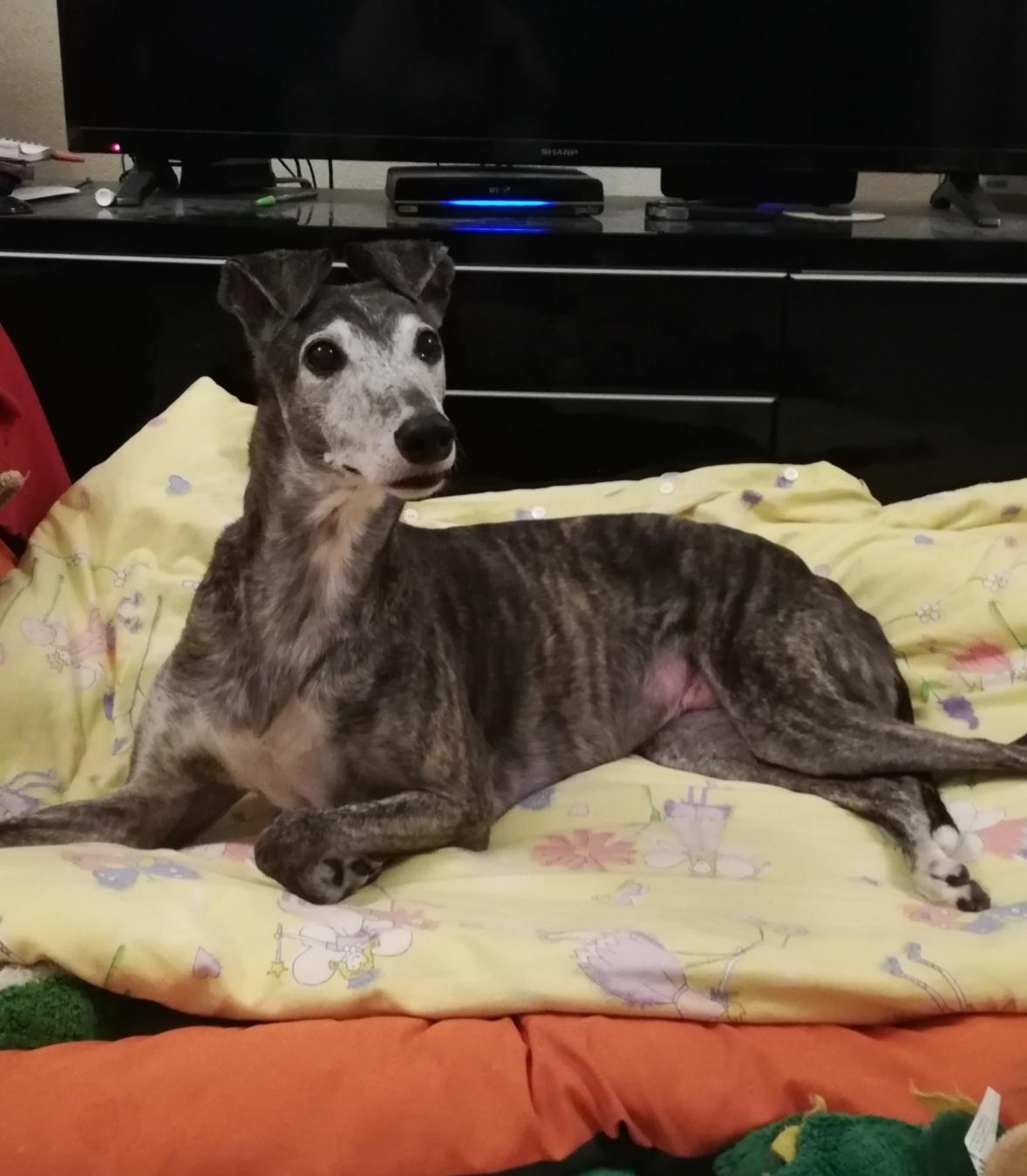 Mia our 10 year old supermodel 💗 r/Greyhounds