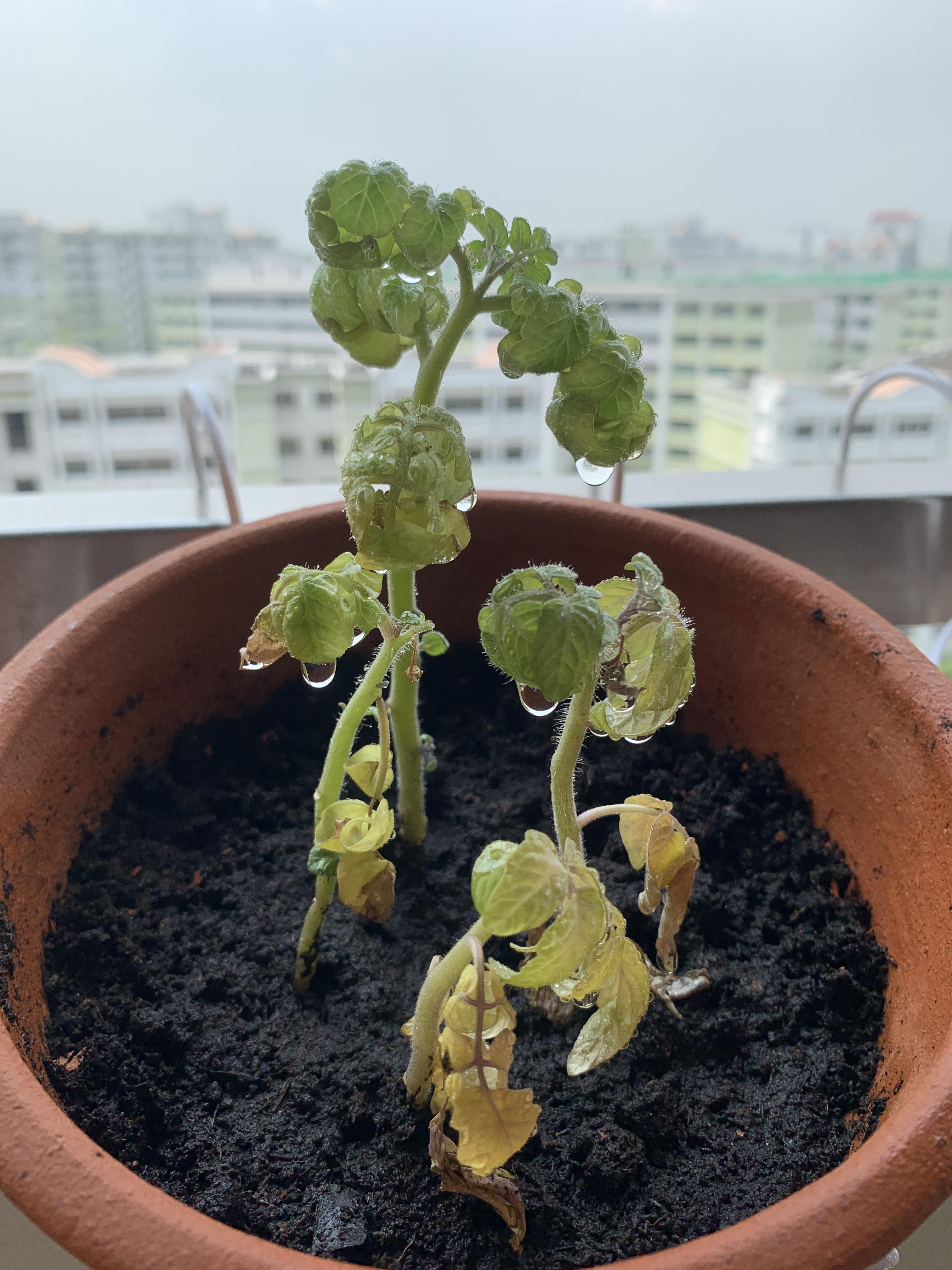 Does anyone know why my cherry tomato plant is wilting/curling? It gets