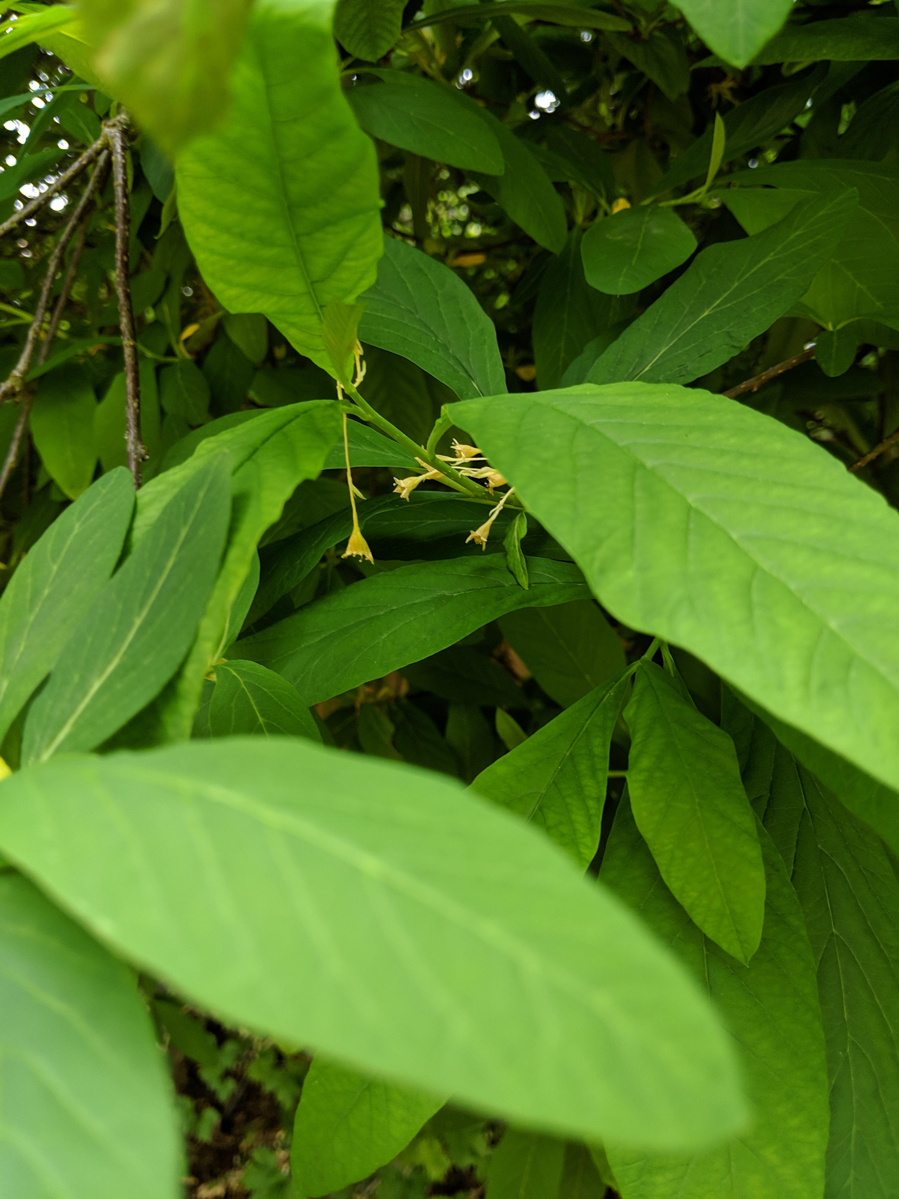 Can anyone tell me what this tree/ shrub is? PNW, small white to yellow
