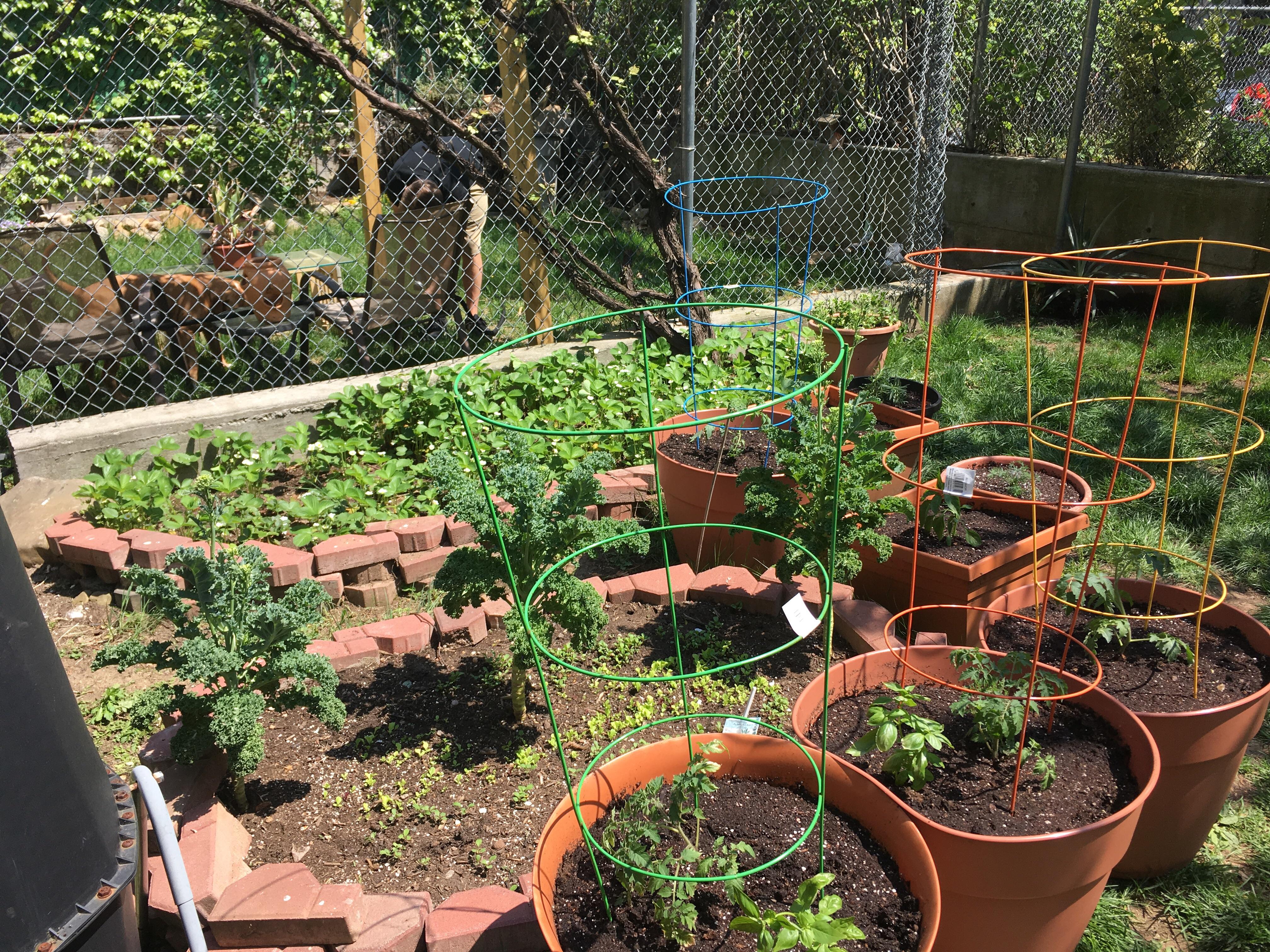 Our humble garden and pots in our teeny backyard garden. r/gardening