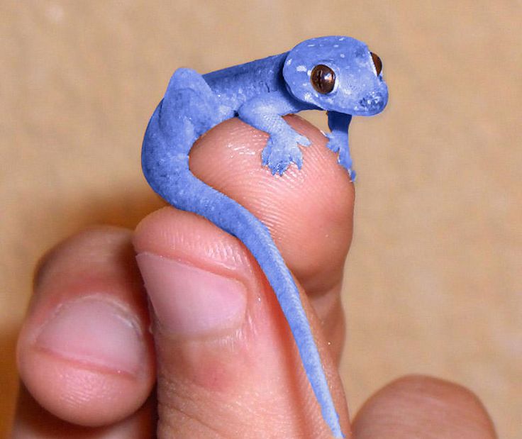 Little blue gecko r/aww