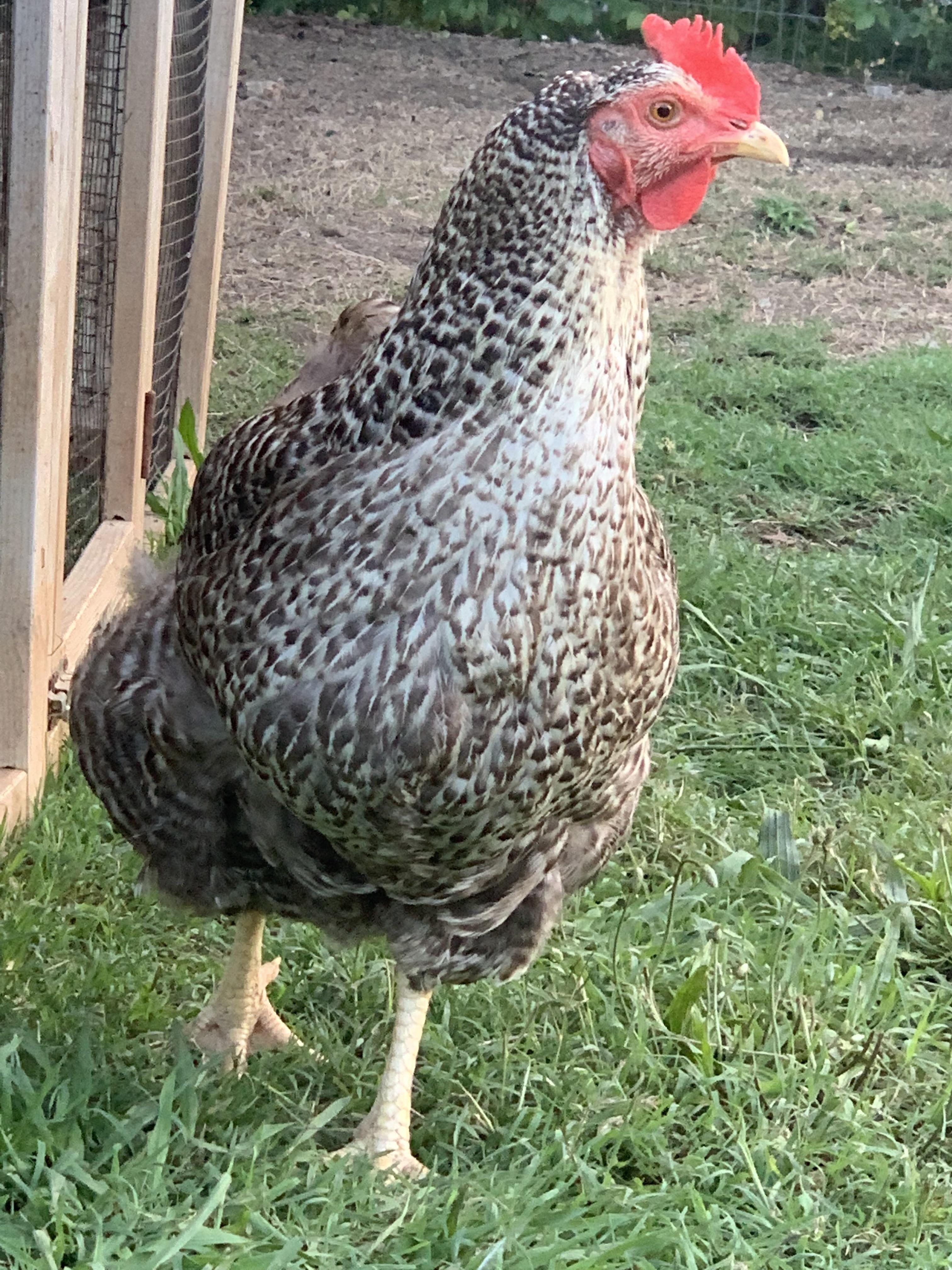 Any idea what this hen could be? Labeled Barred Rock from Rural King, I